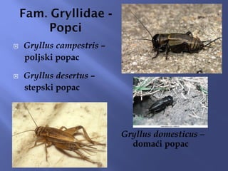  Gryllus campestris –
poljski popac
 Gryllus desertus –
stepski popac


 Gryllus domesticus –
domaći popac
 