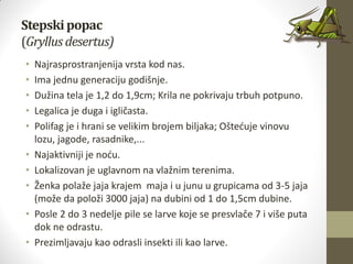 Stepskipopac
(Gryllus desertus)
• Najrasprostranjenija vrsta kod nas.
• Ima jednu generaciju godišnje.
• Dužina tela je 1,2 do 1,9cm; Krila ne pokrivaju trbuh potpuno.
• Legalica je duga i igličasta.
• Polifag je i hrani se velikim brojem biljaka; Ošteduje vinovu
lozu, jagode, rasadnike,...
• Najaktivniji je nodu.
• Lokalizovan je uglavnom na vlažnim terenima.
• Ženka polaže jaja krajem maja i u junu u grupicama od 3-5 jaja
(može da položi 3000 jaja) na dubini od 1 do 1,5cm dubine.
• Posle 2 do 3 nedelje pile se larve koje se presvlače 7 i više puta
dok ne odrastu.
• Prezimljavaju kao odrasli insekti ili kao larve.
 
