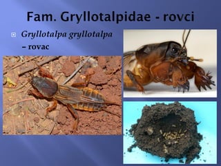  Gryllotalpa gryllotalpa
– rovac
 