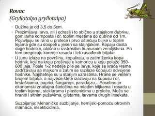 Rovac
(Gryllotalpagryllotalpa)
• Dužine je od 3,5 do 5cm.
• Prezimljava larva, ali i odrasli i to obično u stajskom đubrivu,
gomilama komposta i dr. toplim mestima do dubine od 1m.
Pojavljuju se rano u proleće i prvo oštećuju biljke u toplim
lejama gde su dospeli u jesen sa stajnjakom. Kopaju dosta
duge hodnike, obično u rastresitim humusnim zemljištima. Pri
tom pregrizaju korenje rasada i tek rasađenih biljaka.
• U junu izlaze na površinu, kopuliraju, a zatim ženka kopa
hodnik, koji na kraju proširuje u komoricu u koju polaže 350-
600 jaja. Posle 1-2 nedelje pile se larve, koje se kraće vreme
zadržavaju sa majkom a zatim se razilaze kopajući odvojene
hodnike. Najštetnije su u starijim uzrastima. Hrane se velikim
brojem biljaka, a najveće štete izazivaju na kupusu i dr.
krstašicama, paprici, šargarepi, paradajzu,.. Posebno je
ekonomski značajna štetočina na mladim biljkama i rasadu u
toplim lejama, staklarama i plastenicima u proleće. Može se
hraniti i sitnim puževima, glistama, larvama drugih insekata.
Suzbijanje: Mehaničko suzbijanje, hemijski-pomoću otrovnih
mamaca, insekticidima.
 