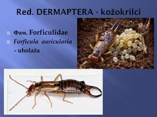  Фам. Forficulidae
 Forficula auricularia
- uholaža
 