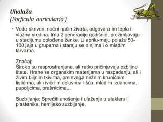 Uholaža
(Forficula auricularia)
• Vode skriven, noćni način života, odgovara im topla i
vlažna sredina. Ima 2 generacije godišnje, prezimljavaju
u stadijumu oplođene ženke. U aprilu-maju polažu 50-
100 jaja u grupama i staraju se o njima i o mladim
larvama.
Značaj:
Široko su rasprostranjene, ali retko pričinjavaju ozbiljne
štete. Hrane se organskim materijama u raspadanju, ali i
živim biljnim tkivima, pre svega nežnim kruničnim
listićima, ali i ivičnim delovima lišća, mladim izdancima,
pupoljcima, prašnicima,..
Suzbijanje: Sprečiti unošenje i ulaženje u staklaru i
plastenike, hemijsko suzbijanje.
 