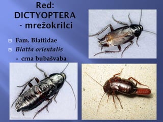  Fam. Blattidae
 Blatta orientalis
- crna bubašvaba
 