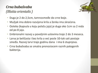 Crnabubašvaba
(Blattaorientalis)
• Duga je 2 do 2,5cm, tamnosmeđe do crne boje.
• Mužjak ima dobro razvijena krila a ženka ima skradena.
• Ooteka (kapsula u koju polažu jaja) je duga oko 1cm sa 2 reda
od po 8 jaja.
• Embrionalni razvoj u povoljnim uslovima traje 2 do 3 meseca.
• Larva je beličasta i bez krila a ved posle 10-tak sati postaje
smeđa. Razvoj larvi traje godinu dana i ima 6 stupnjeva.
• Crna bubašvaba se smatra prenosiocem raznih patogenih
bakterija.
 