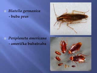 Blatella germanica
- buba prus
 Periplaneta americana
- američka bubašvaba
 