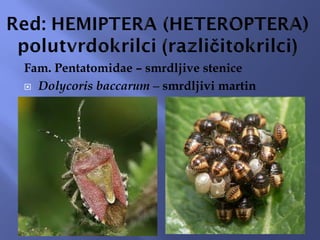 Fam. Pentatomidae – smrdljive stenice
 Dolycoris baccarum – smrdljivi martin
 