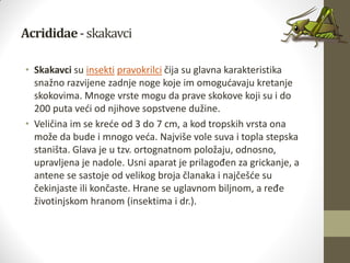 Acrididae-skakavci
• Skakavci su insekti pravokrilci čija su glavna karakteristika
snažno razvijene zadnje noge koje im omogudavaju kretanje
skokovima. Mnoge vrste mogu da prave skokove koji su i do
200 puta vedi od njihove sopstvene dužine.
• Veličina im se krede od 3 do 7 cm, a kod tropskih vrsta ona
može da bude i mnogo veda. Najviše vole suva i topla stepska
staništa. Glava je u tzv. ortognatnom položaju, odnosno,
upravljena je nadole. Usni aparat je prilagođen za grickanje, a
antene se sastoje od velikog broja članaka i najčešde su
čekinjaste ili končaste. Hrane se uglavnom biljnom, a ređe
životinjskom hranom (insektima i dr.).
 