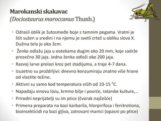 Marokanskiskakavac
(DociostaurusmaroccanusThunb.)
• Odrasli oblik je žutosmeđe boje s tamnim pegama. Vratni je
štit sužen u sredini i na njemu je svetli crtež u obliku slova X.
Dužina tela je oko 3cm.
• Ženke odlažu jaja u ootekama dugim oko 20 mm, koje sadrže
prosečno 30 jaja. Jedna ženka odloži oko 200 jaja.
• Razvoj larve prolazi kroz pet stadijuma, a traje 4-7 dana.
• Izuzetno su proždrljivi: dnevno konzumiraju znatno više hrane
od vlastite težine.
• Aktivni su samo kod temperatura viših od 10-15 °C.
• Napadaju vinovu lozu, krmno bilje i povrde, ratarske kulture,…
• Prirodni neprijatelji su im ptice (čvorak najčešde)
• Primena preparata na bazi karbarila, hlorpirifosa i fenitrotiona,
bioinsekticidi na bazi gljiva, zatrovani mamci (opasni po ptice)
 