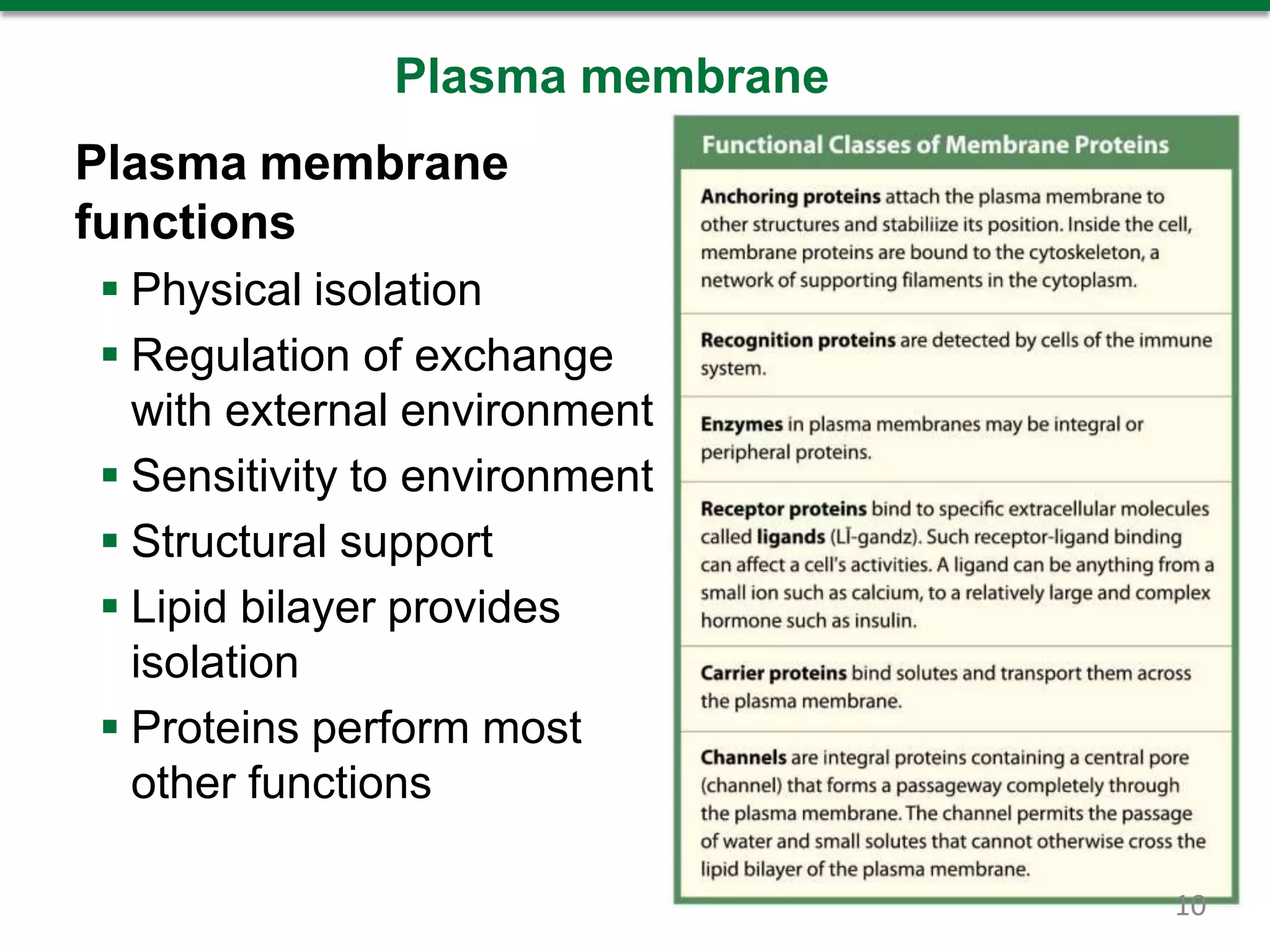 Plasma membrane
Plasma membrane
functions
 Physical isolation
 Regulation of exchange
with external environment
 Sensitivity to environment
 Structural support
 Lipid bilayer provides
isolation
 Proteins perform most
other functions
10
 