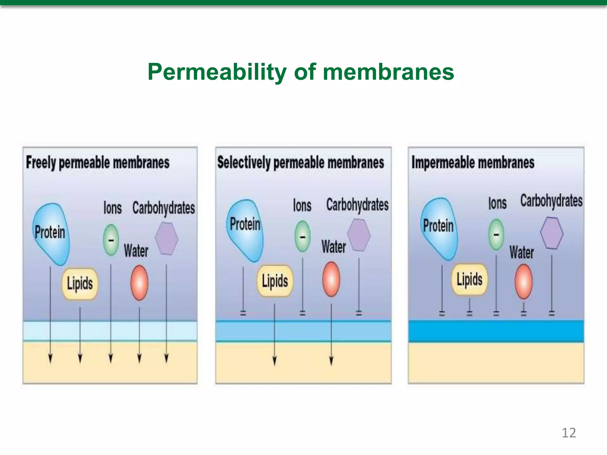 Permeability of membranes
12
 