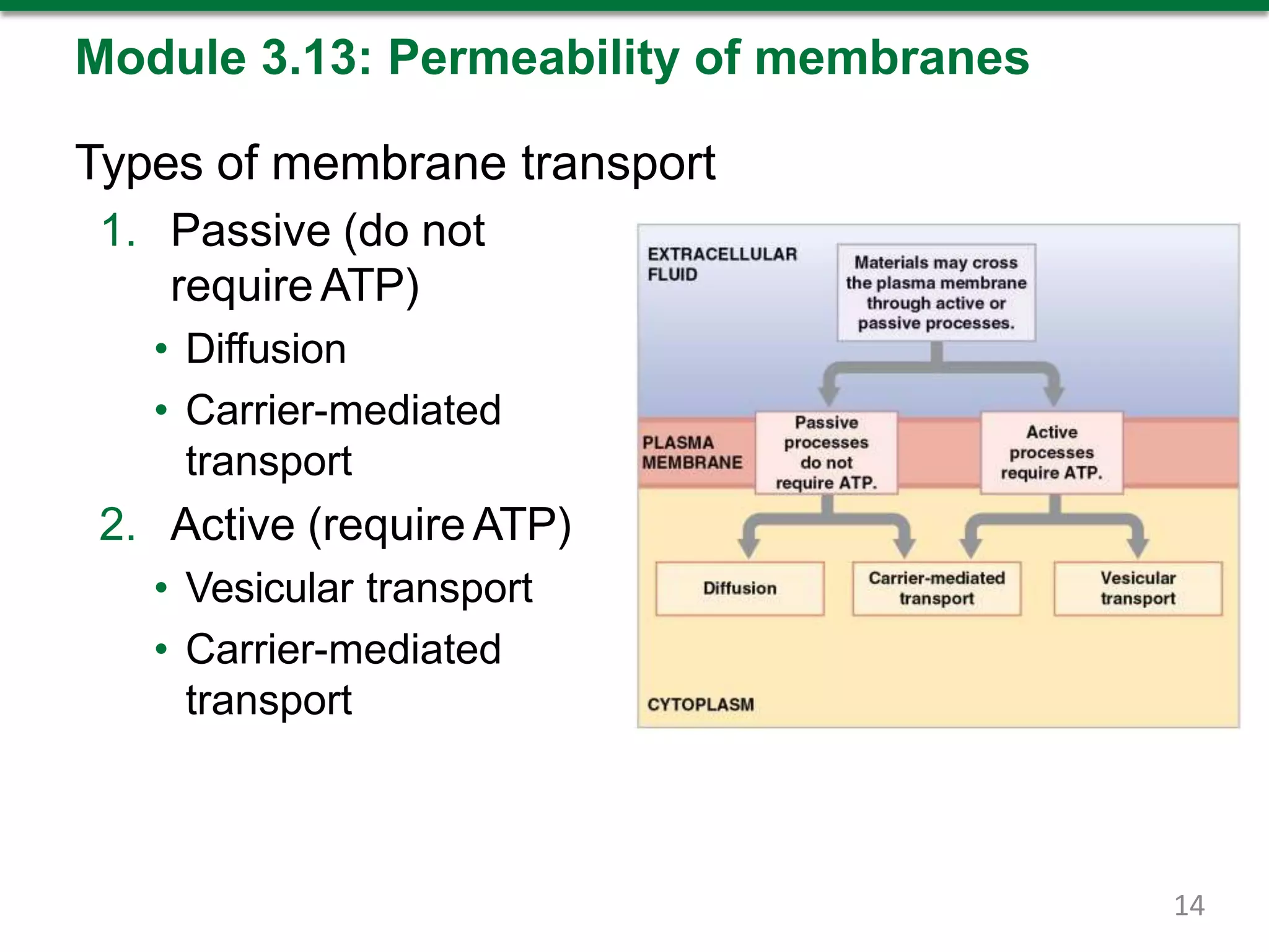 Module 3.13: Permeability of membranes
Types of membrane transport
1. Passive (do not
require ATP)
• Diffusion
• Carrier-mediated
transport
2. Active (require ATP)
• Vesicular transport
• Carrier-mediated
transport
14
 