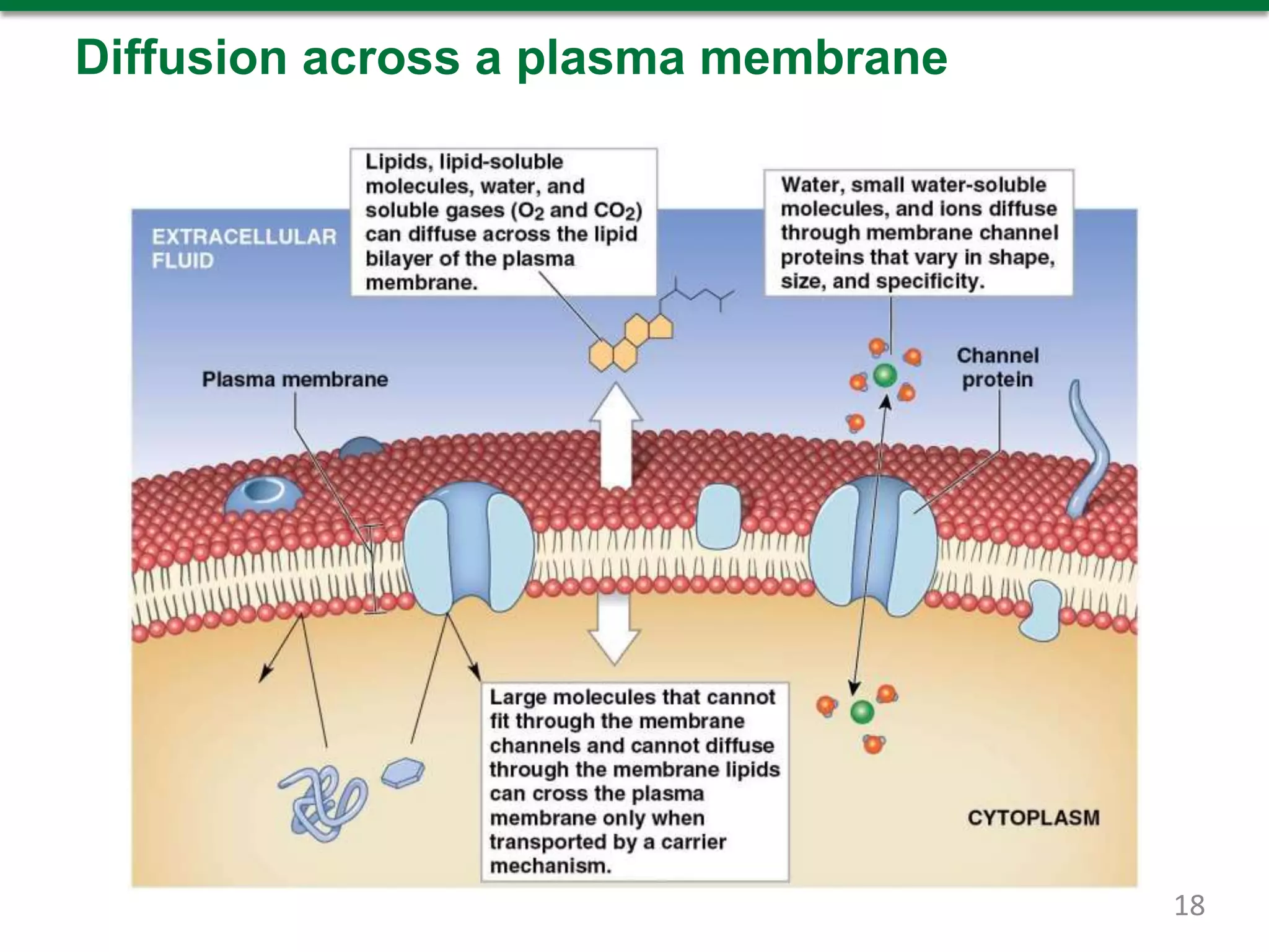 Diffusion across a plasma membrane
18
 