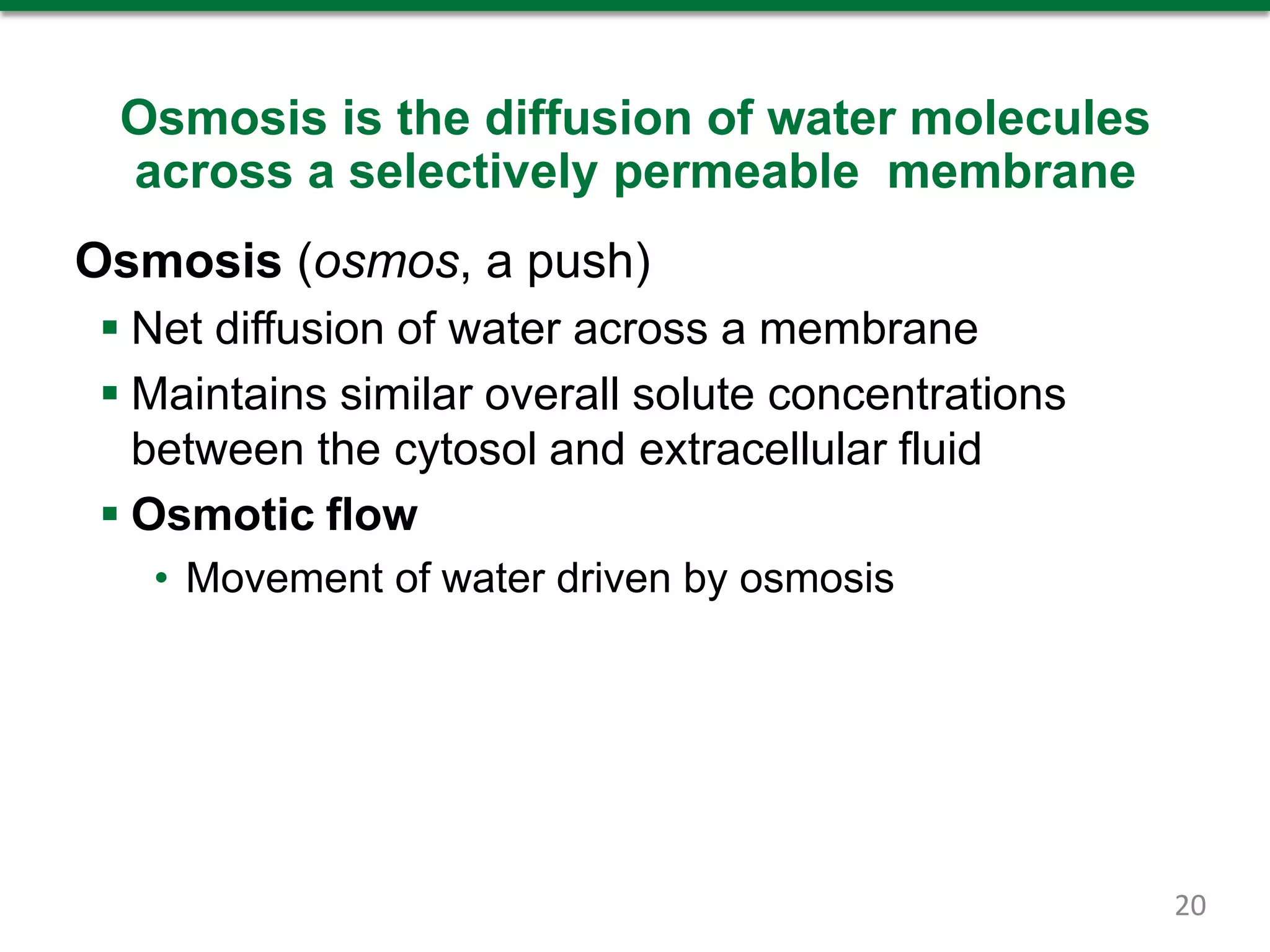Osmosis is the diffusion of water molecules
across a selectively permeable membrane
Osmosis (osmos, a push)
 Net diffusion of water across a membrane
 Maintains similar overall solute concentrations
between the cytosol and extracellular fluid
 Osmotic flow
• Movement of water driven by osmosis
20
 