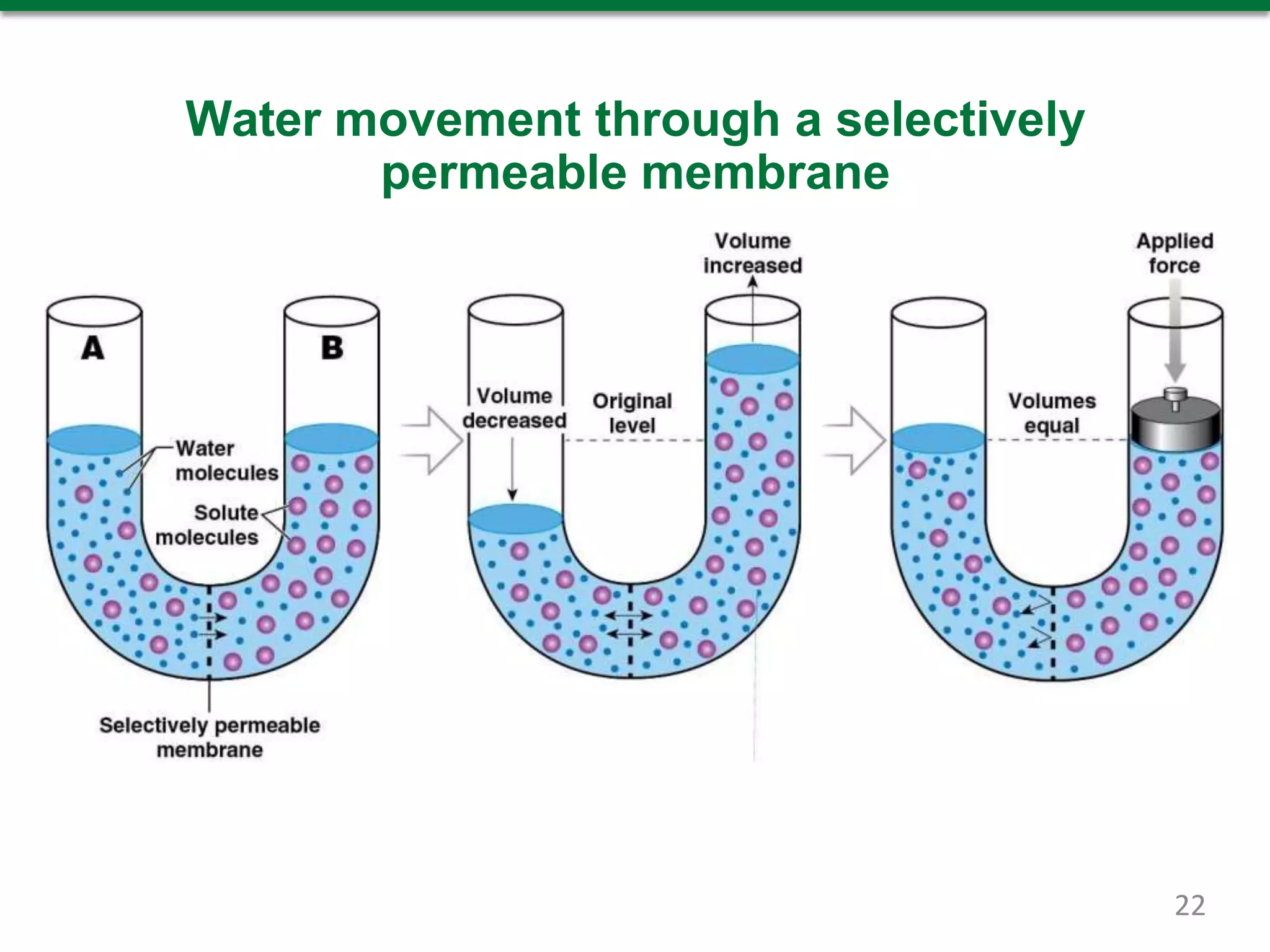 Water movement through a selectively
permeable membrane
22
 