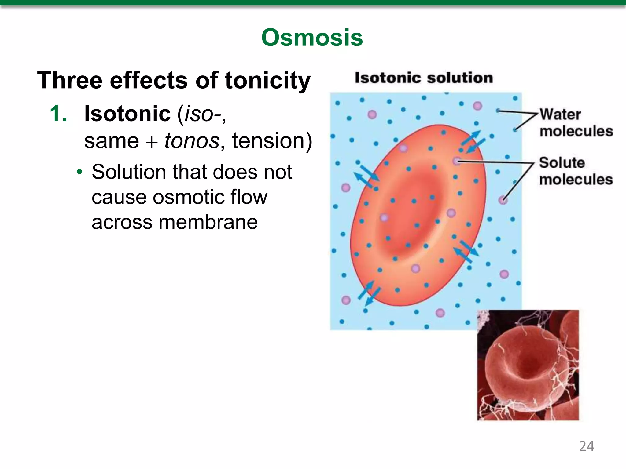Osmosis
Three effects of tonicity
1. Isotonic (iso-,
same  tonos, tension)
• Solution that does not
cause osmotic flow
across membrane
24
 