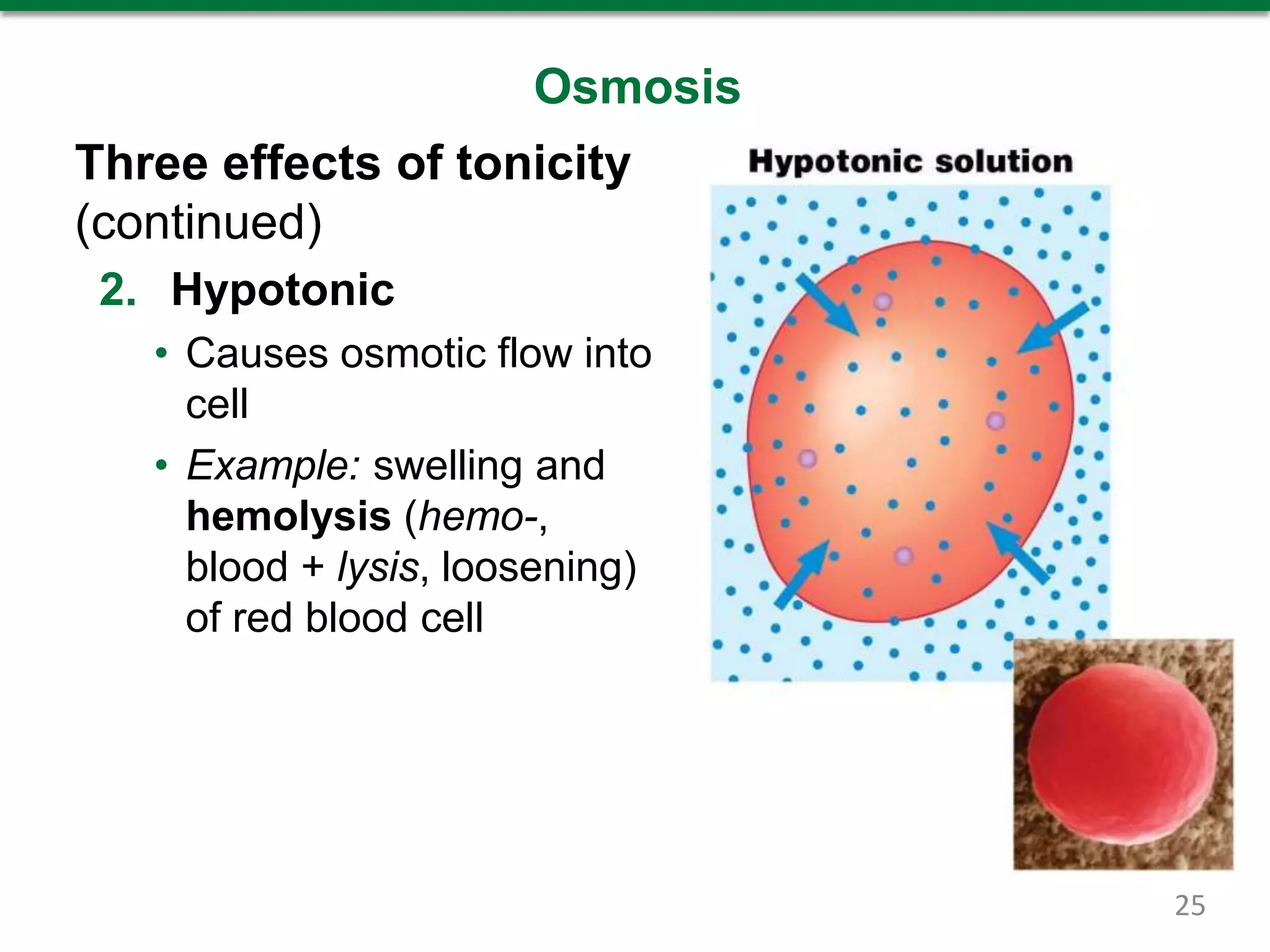 Osmosis
Three effects of tonicity
(continued)
2. Hypotonic
• Causes osmotic flow into
cell
• Example: swelling and
hemolysis (hemo-,
blood + lysis, loosening)
of red blood cell
25
 
