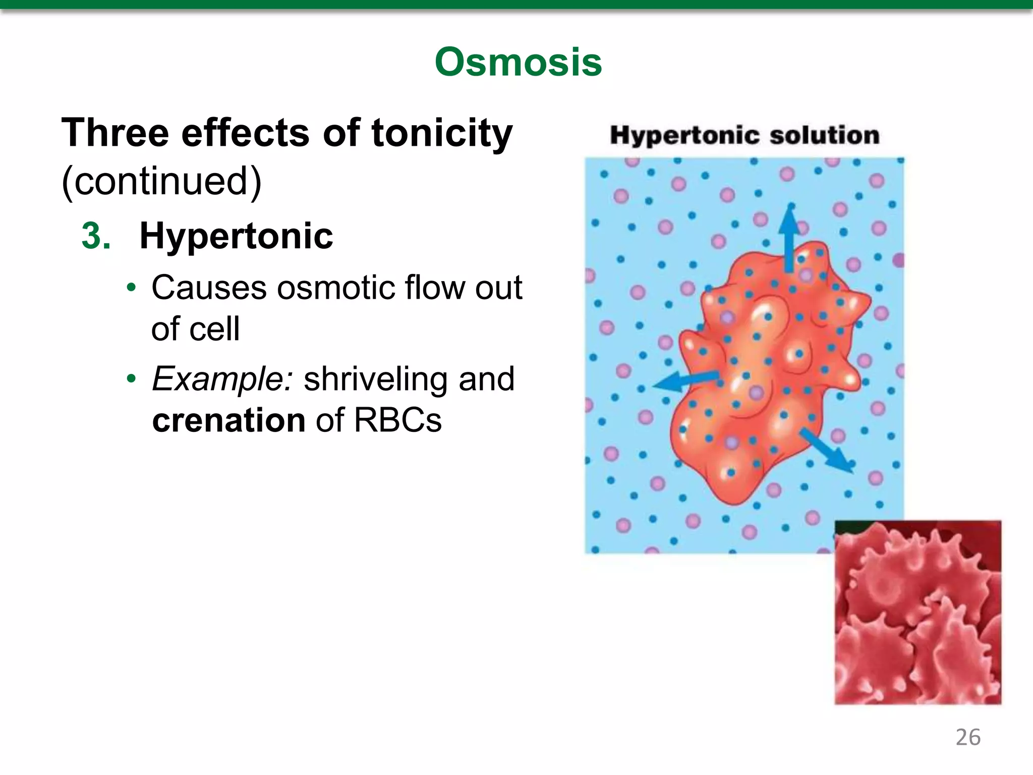 Osmosis
Three effects of tonicity
(continued)
3. Hypertonic
• Causes osmotic flow out
of cell
• Example: shriveling and
crenation of RBCs
26
 