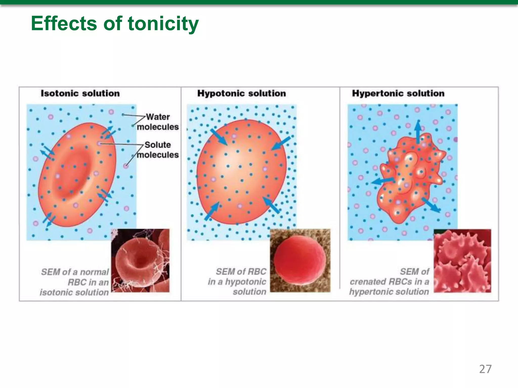 Effects of tonicity
27
 