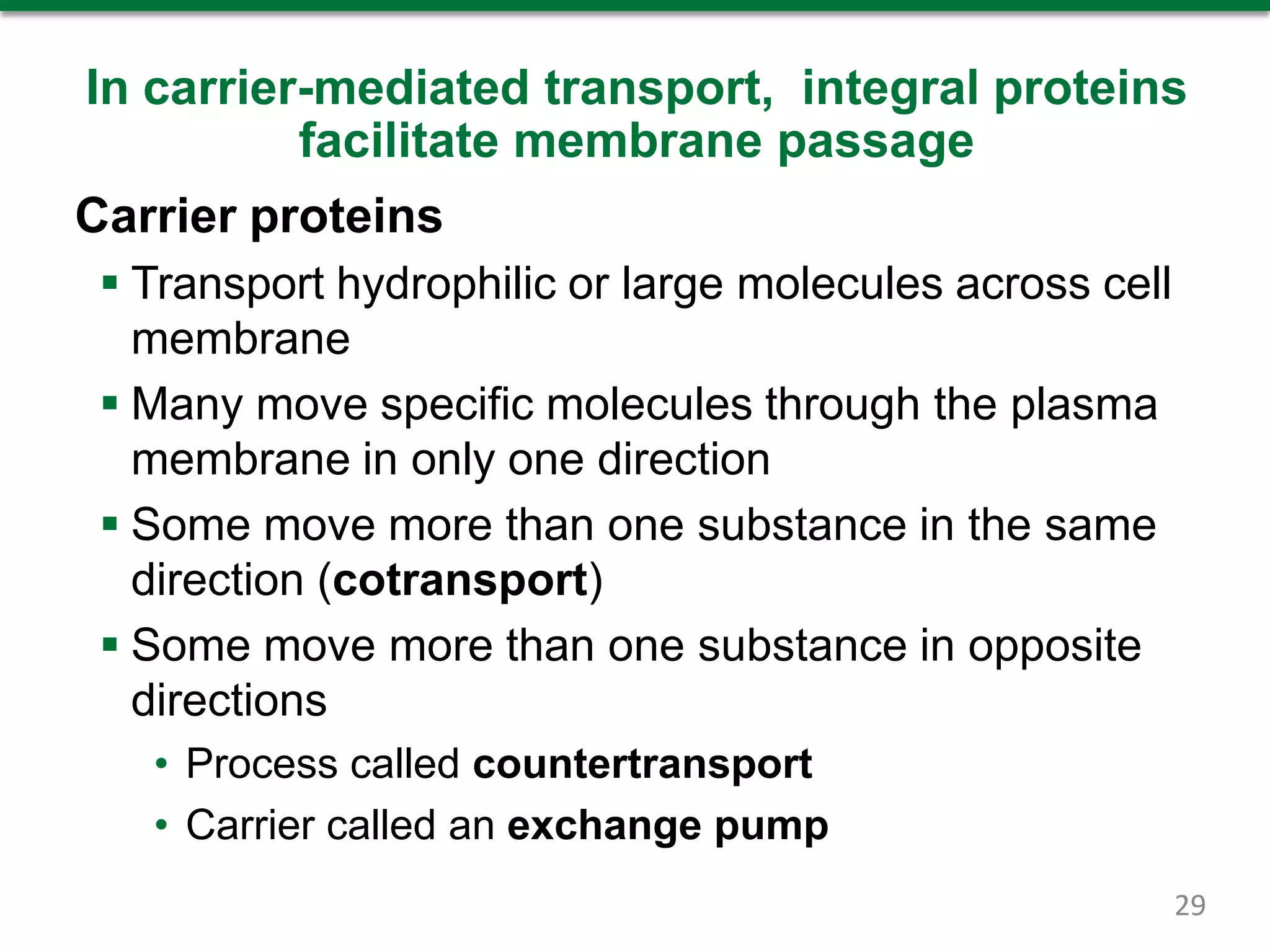 In carrier-mediated transport, integral proteins
facilitate membrane passage
Carrier proteins
 Transport hydrophilic or large molecules across cell
membrane
 Many move specific molecules through the plasma
membrane in only one direction
 Some move more than one substance in the same
direction (cotransport)
 Some move more than one substance in opposite
directions
• Process called countertransport
• Carrier called an exchange pump
29
 