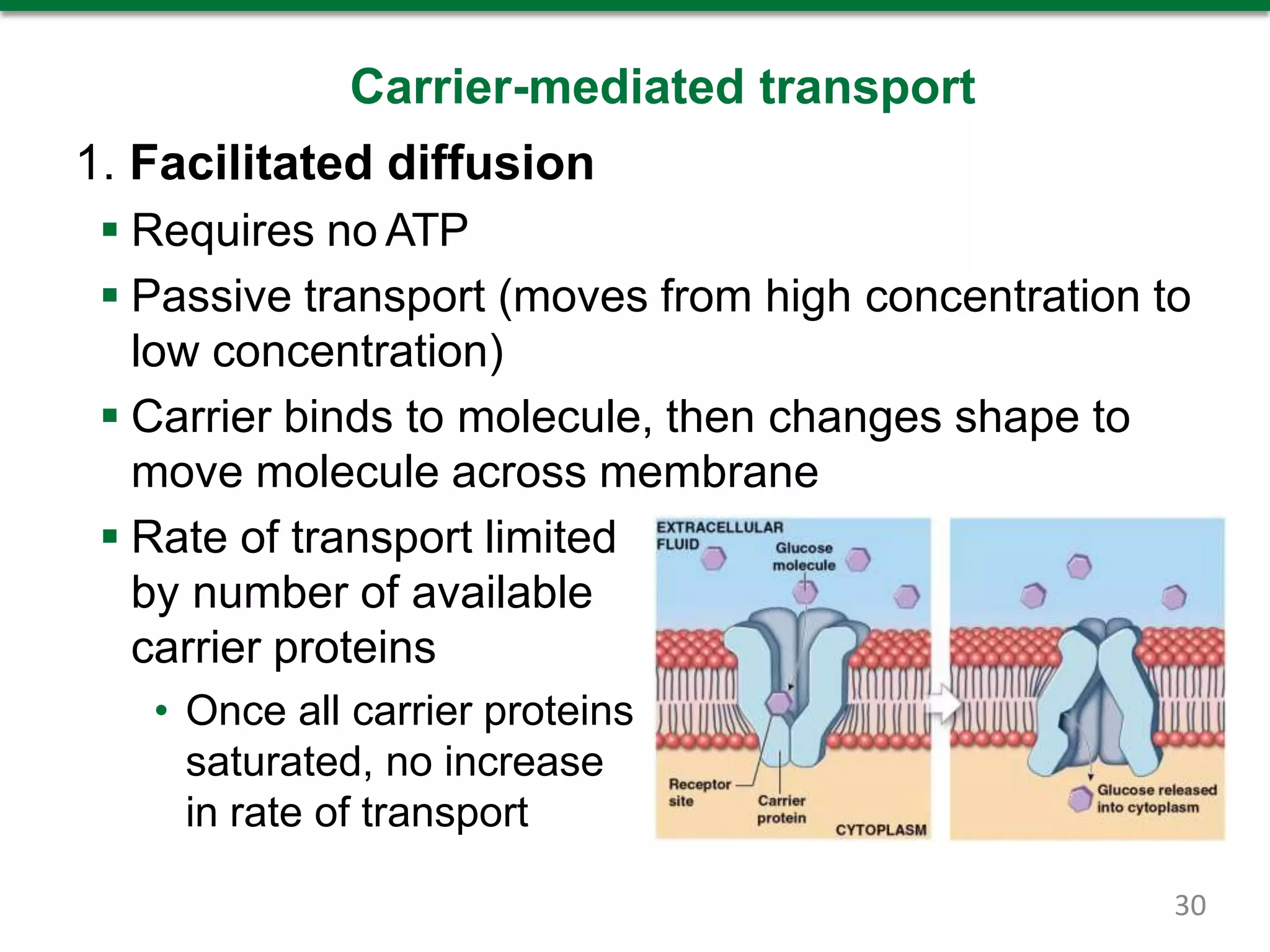 Carrier-mediated transport
1. Facilitated diffusion
 Requires no ATP
 Passive transport (moves from high concentration to
low concentration)
 Carrier binds to molecule, then changes shape to
move molecule across membrane
 Rate of transport limited
by number of available
carrier proteins
• Once all carrier proteins
saturated, no increase
in rate of transport
30
 