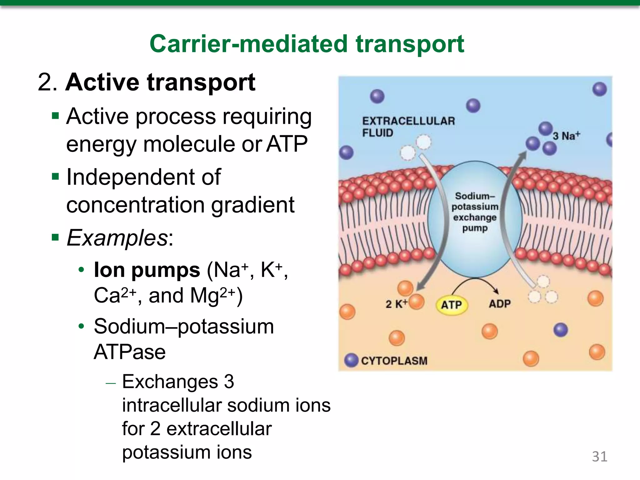 Carrier-mediated transport
2. Active transport
 Active process requiring
energy molecule or ATP
 Independent of
concentration gradient
 Examples:
• Ion pumps (Na+, K+,
Ca2+, and Mg2+)
• Sodium–potassium
ATPase
– Exchanges 3
intracellular sodium ions
for 2 extracellular
potassium ions 31
 