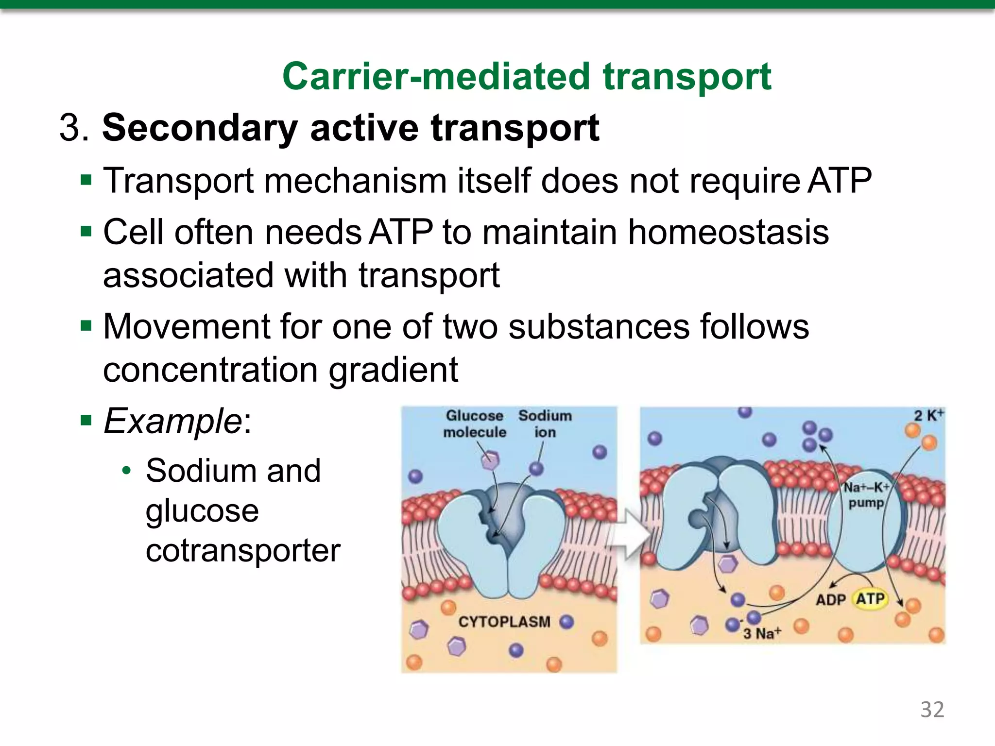 Carrier-mediated transport
3. Secondary active transport
 Transport mechanism itself does not require ATP
 Cell often needs ATP to maintain homeostasis
associated with transport
 Movement for one of two substances follows
concentration gradient
 Example:
• Sodium and
glucose
cotransporter
32
 