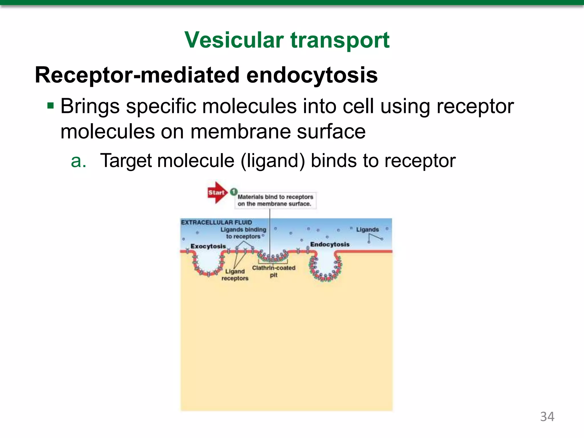 Vesicular transport
Receptor-mediated endocytosis
 Brings specific molecules into cell using receptor
molecules on membrane surface
a. Target molecule (ligand) binds to receptor
34
 