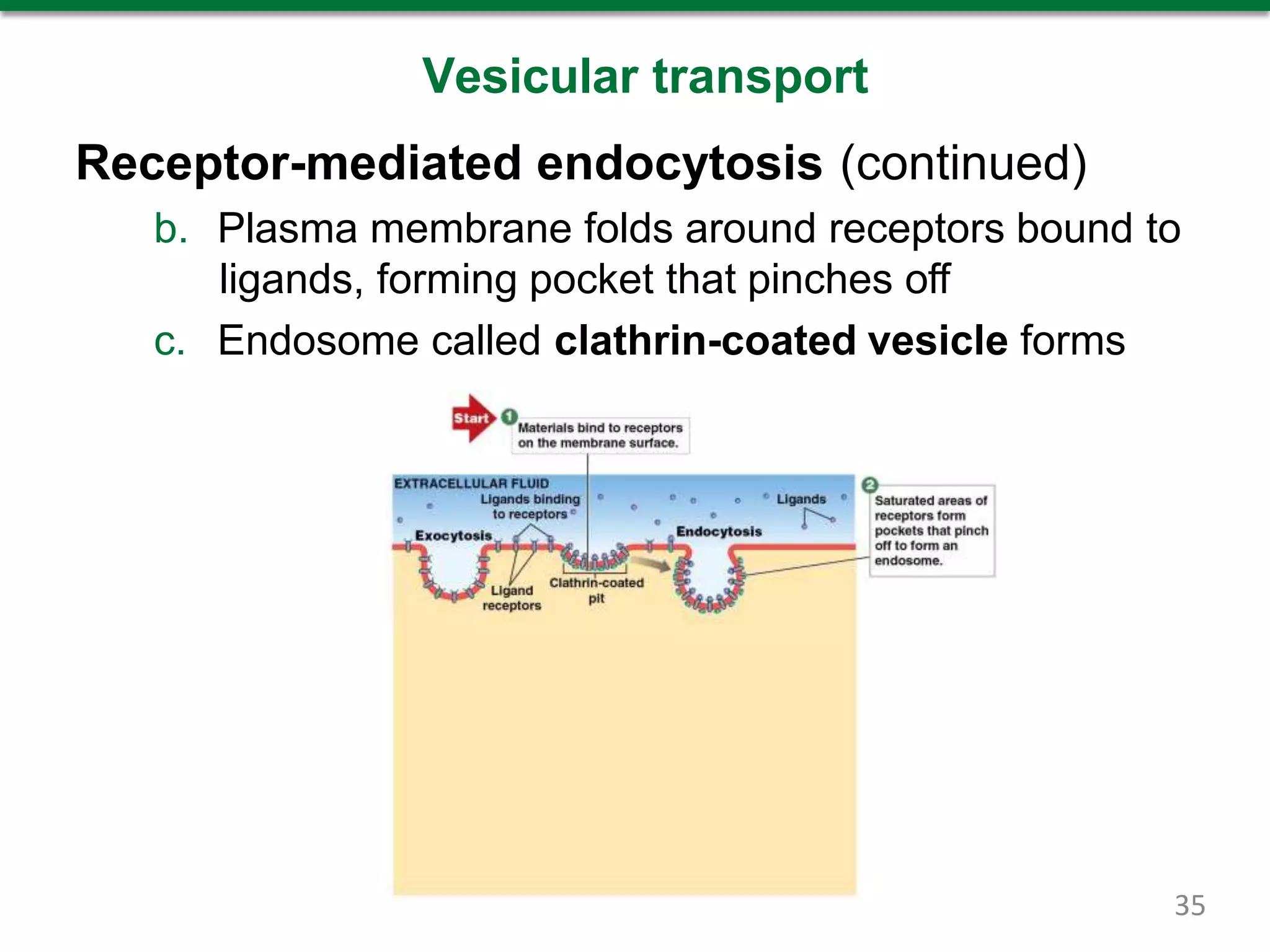 Vesicular transport
Receptor-mediated endocytosis (continued)
b. Plasma membrane folds around receptors bound to
ligands, forming pocket that pinches off
c. Endosome called clathrin-coated vesicle forms
35
 