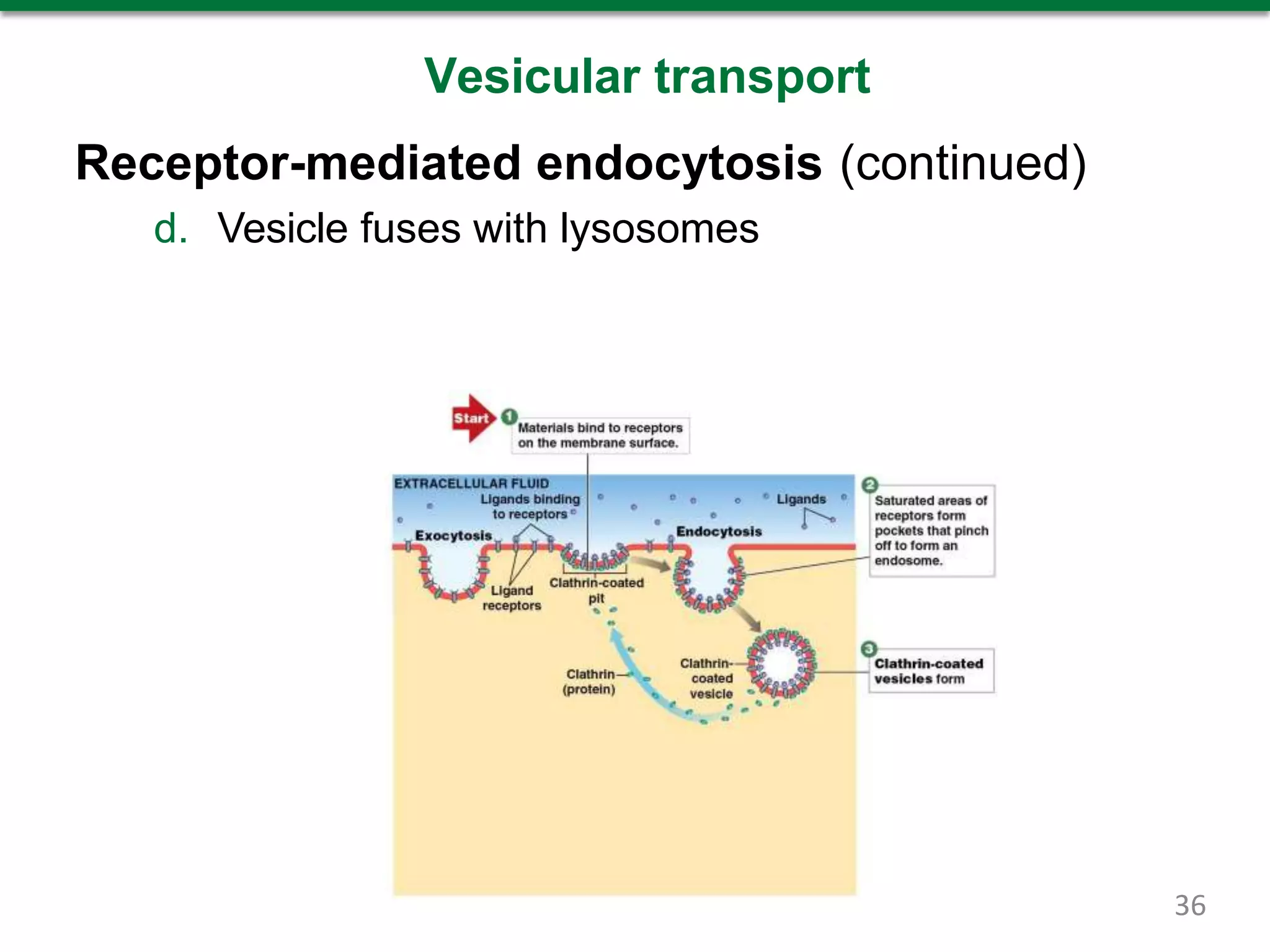 Vesicular transport
Receptor-mediated endocytosis (continued)
d. Vesicle fuses with lysosomes
36
 