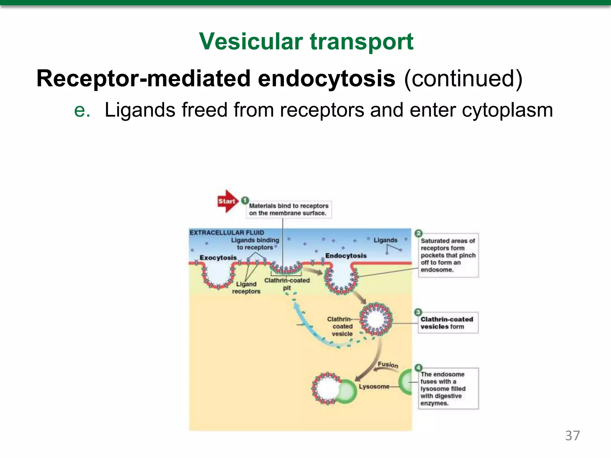Vesicular transport
Receptor-mediated endocytosis (continued)
e. Ligands freed from receptors and enter cytoplasm
37
 