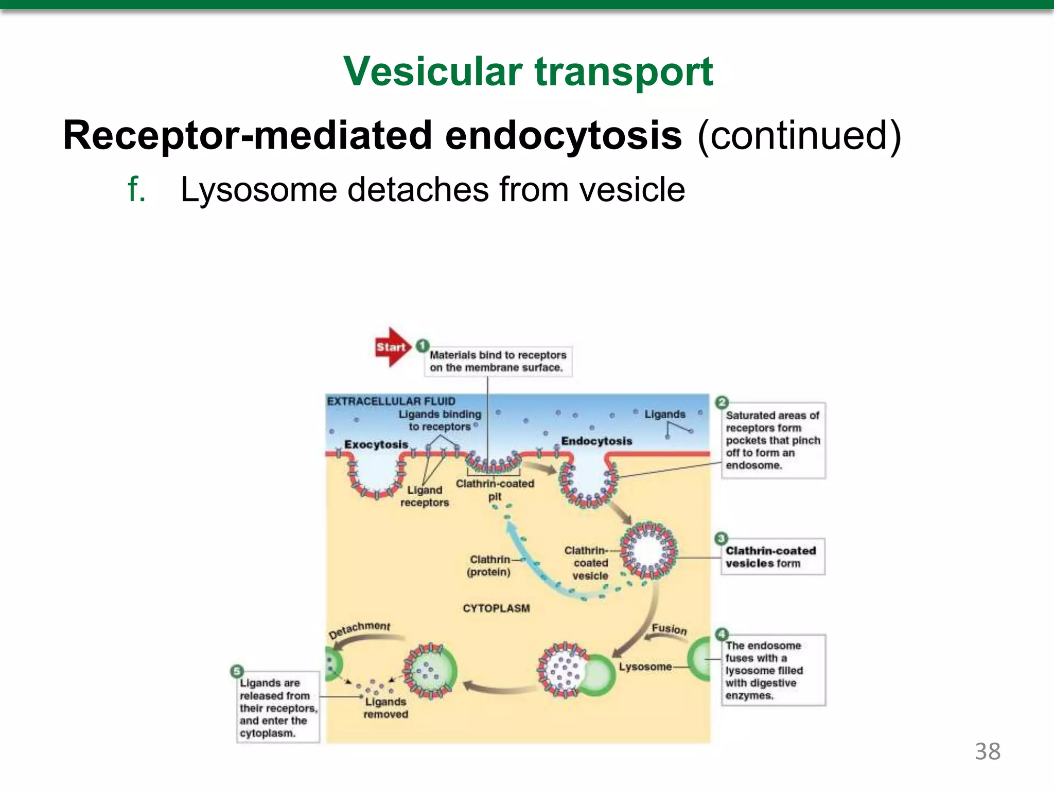 Vesicular transport
Receptor-mediated endocytosis (continued)
f. Lysosome detaches from vesicle
38
 