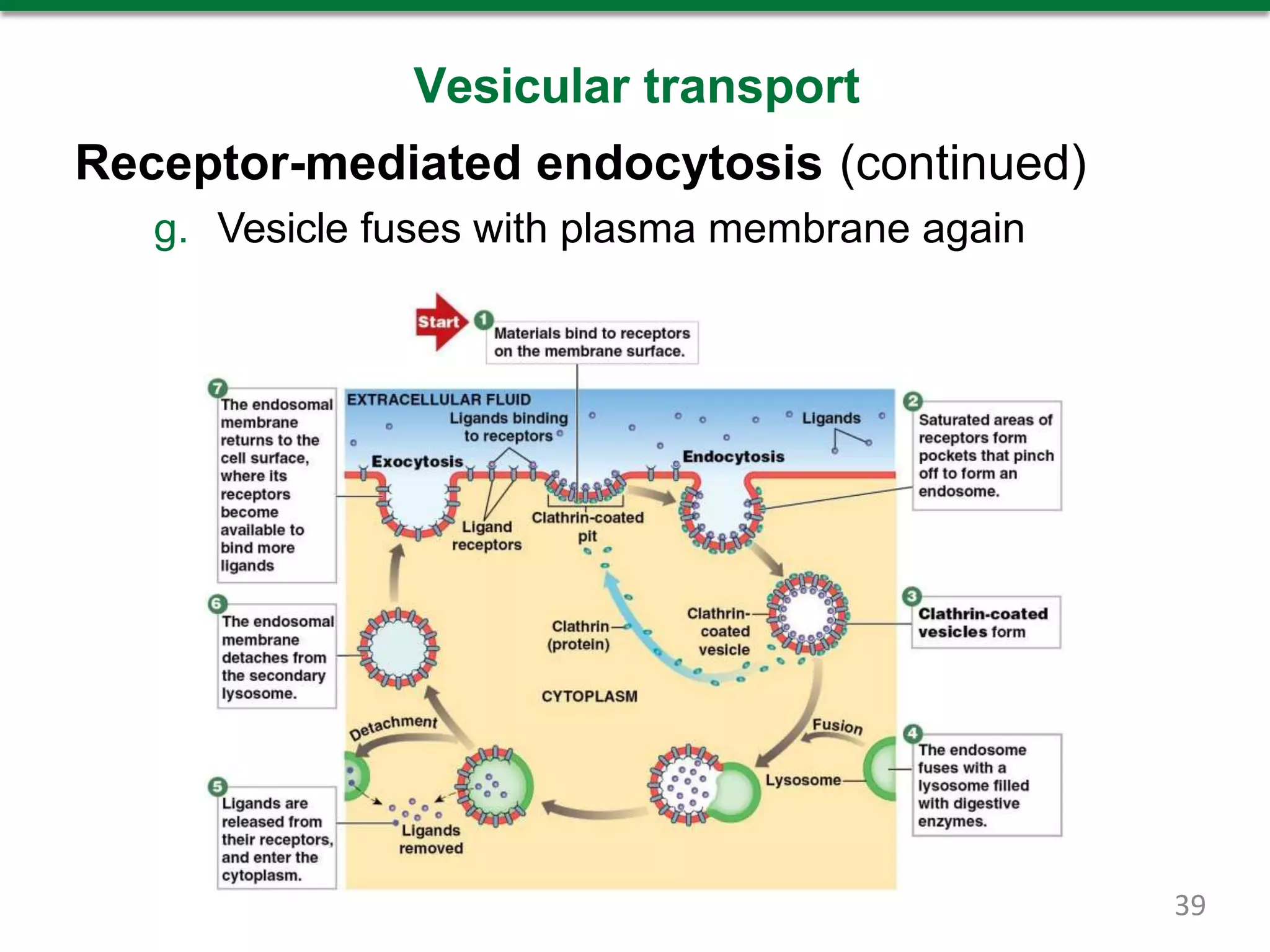 Vesicular transport
Receptor-mediated endocytosis (continued)
g. Vesicle fuses with plasma membrane again
39
 