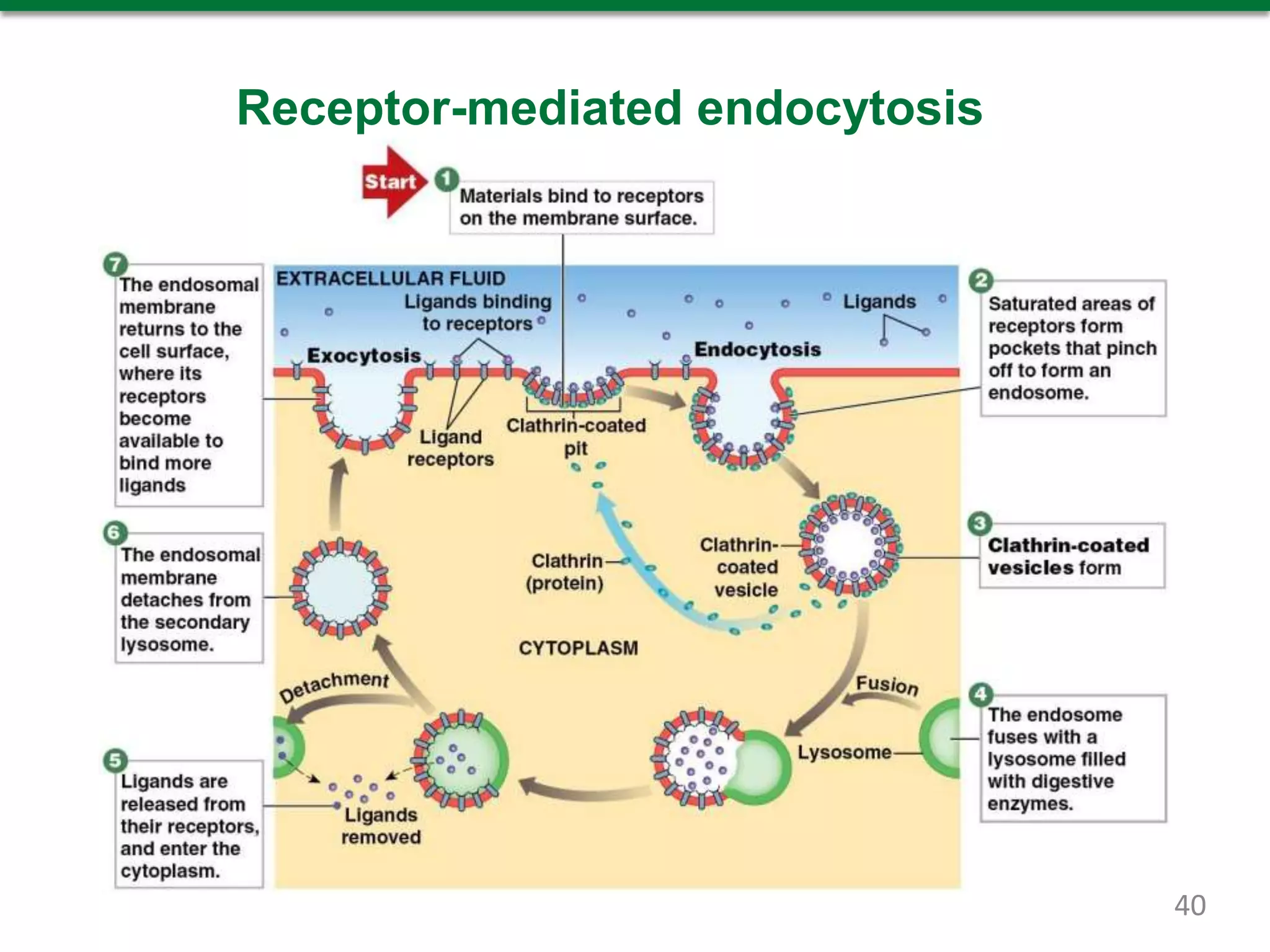 Receptor-mediated endocytosis
40
 