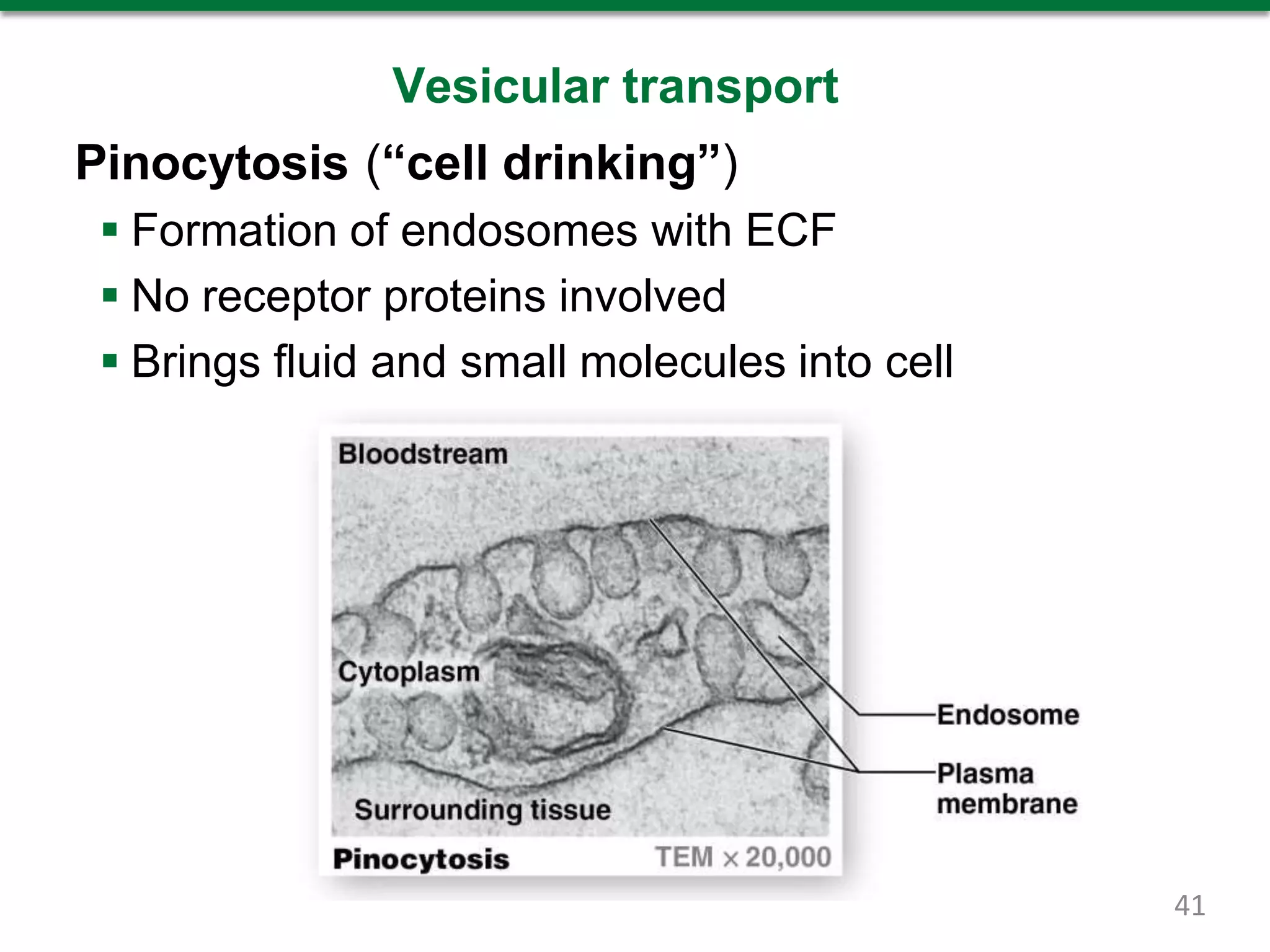 Vesicular transport
Pinocytosis (“cell drinking”)
 Formation of endosomes with ECF
 No receptor proteins involved
 Brings fluid and small molecules into cell
41
 