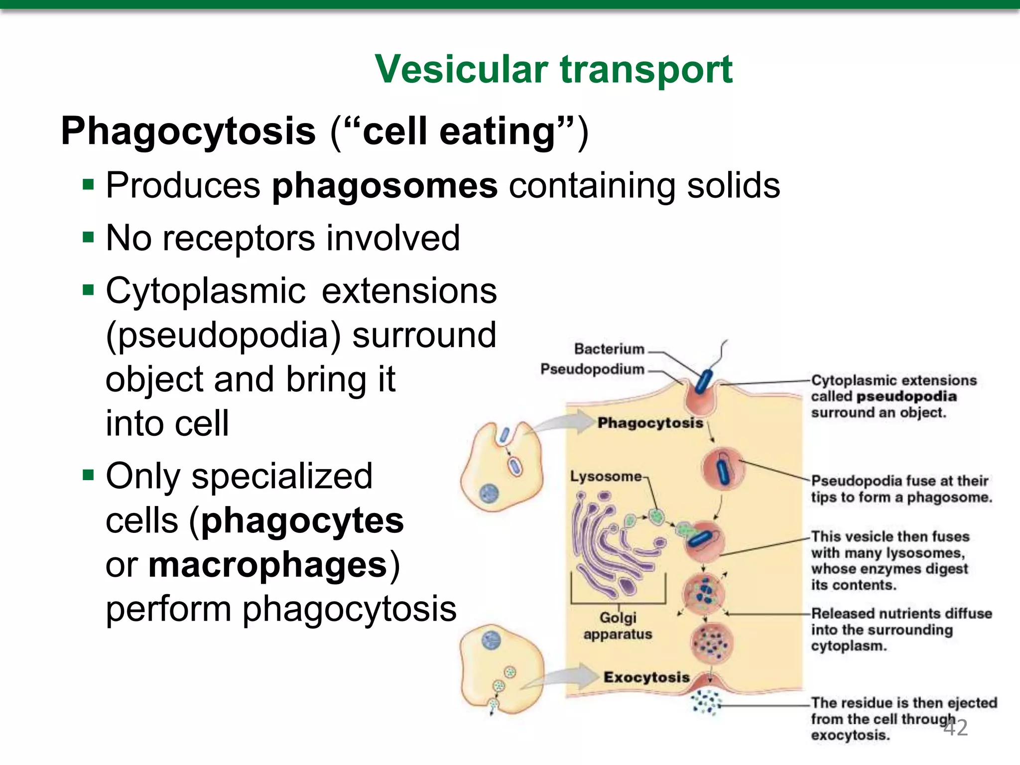 Vesicular transport
Phagocytosis (“cell eating”)
 Produces phagosomes containing solids
 No receptors involved
 Cytoplasmic extensions
(pseudopodia) surround
object and bring it
into cell
 Only specialized
cells (phagocytes
or macrophages)
perform phagocytosis
42
 