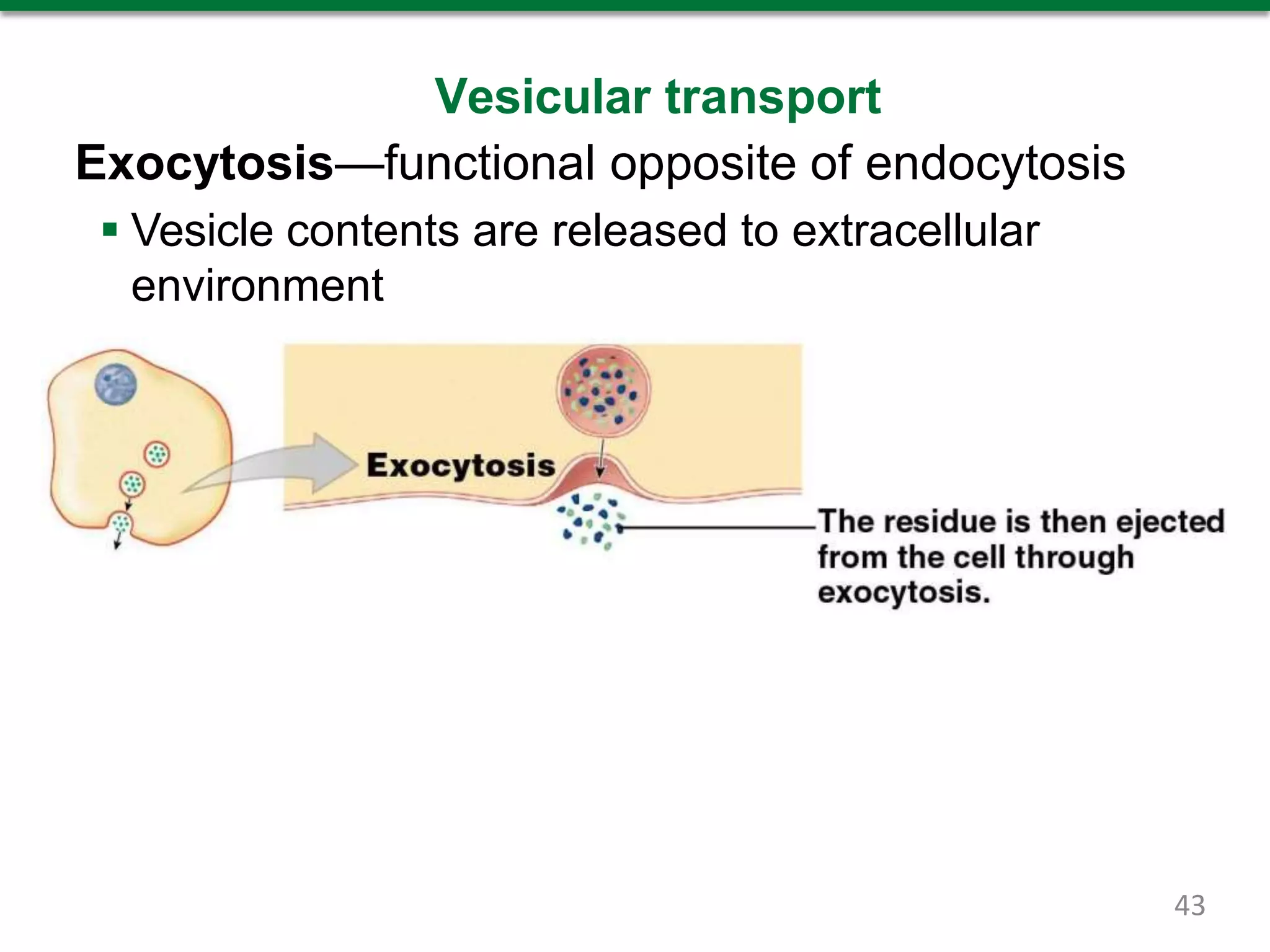 Vesicular transport
Exocytosis—functional opposite of endocytosis
 Vesicle contents are released to extracellular
environment
43
 