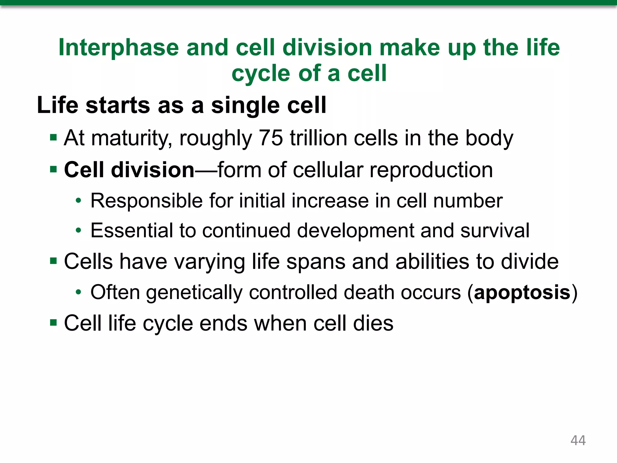 Interphase and cell division make up the life
cycle of a cell
Life starts as a single cell
 At maturity, roughly 75 trillion cells in the body
 Cell division—form of cellular reproduction
• Responsible for initial increase in cell number
• Essential to continued development and survival
 Cells have varying life spans and abilities to divide
• Often genetically controlled death occurs (apoptosis)
 Cell life cycle ends when cell dies
44
 