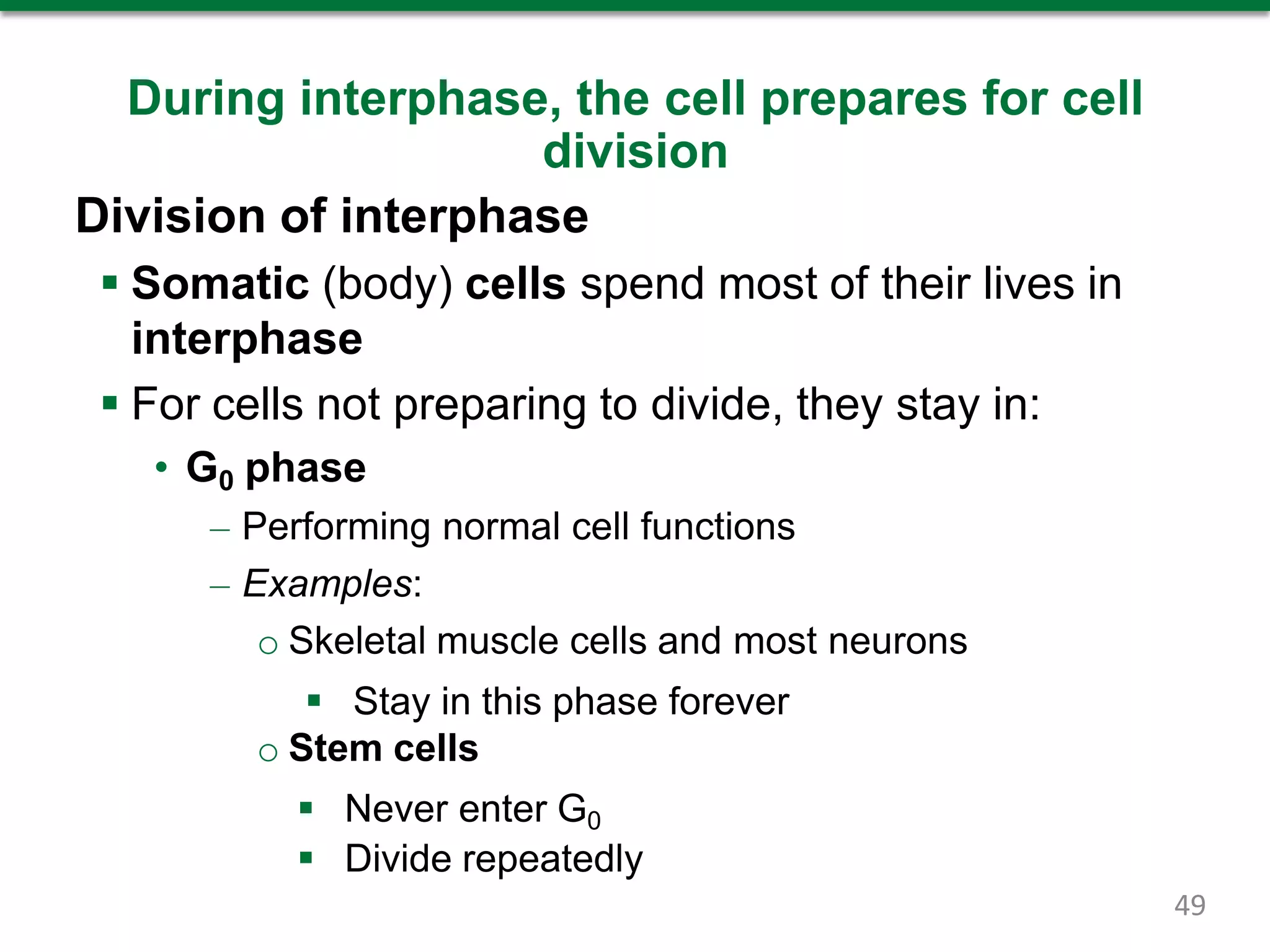 During interphase, the cell prepares for cell
division
Division of interphase
 Somatic (body) cells spend most of their lives in
interphase
 For cells not preparing to divide, they stay in:
• G0 phase
– Performing normal cell functions
– Examples:
o Skeletal muscle cells and most neurons
 Stay in this phase forever
o Stem cells
 Never enter G0
 Divide repeatedly
49
 