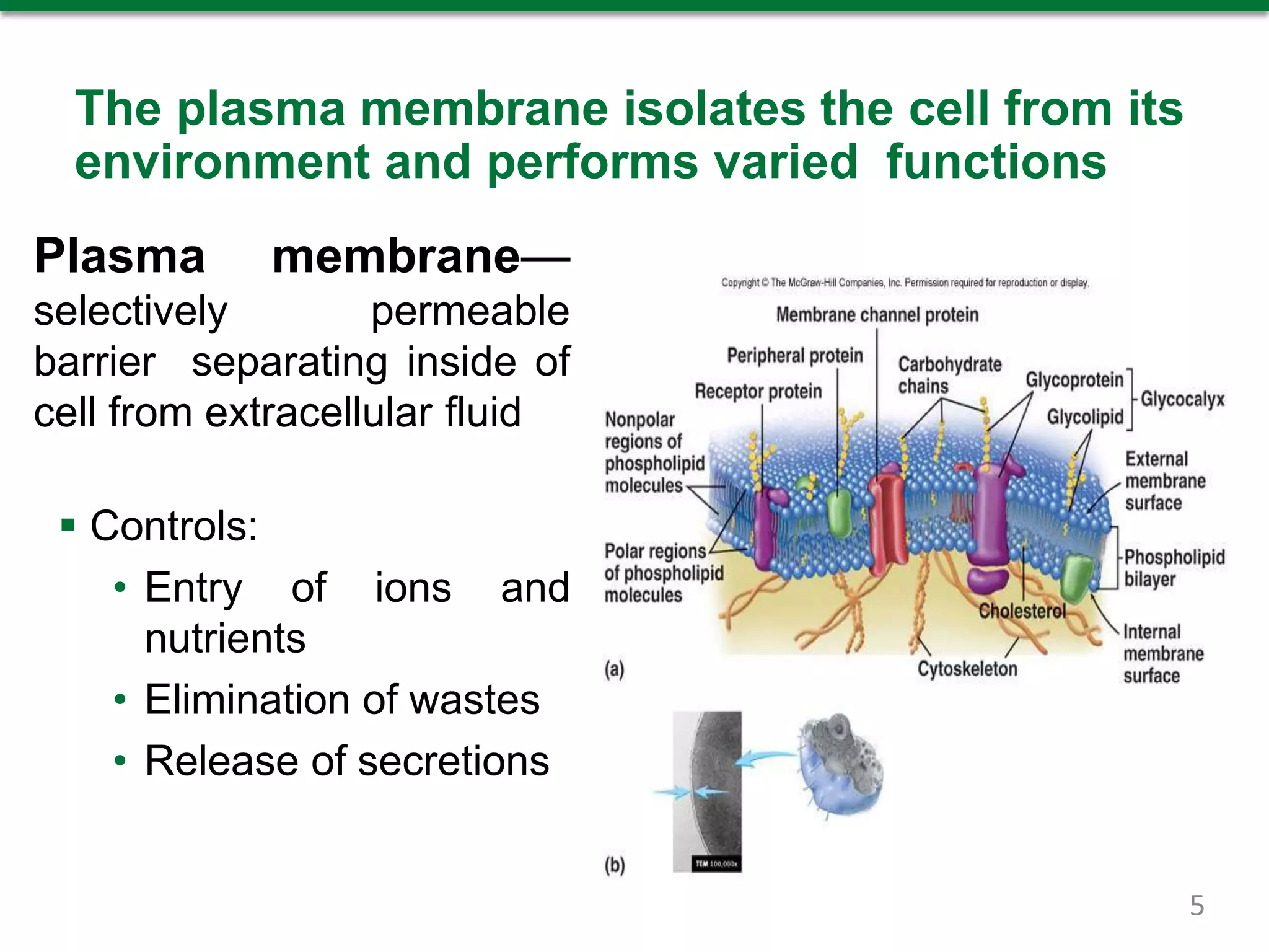 The plasma membrane isolates the cell from its
environment and performs varied functions
Plasma membrane—
selectively permeable
barrier separating inside of
cell from extracellular fluid
 Controls:
• Entry of ions and
nutrients
• Elimination of wastes
• Release of secretions
5
 