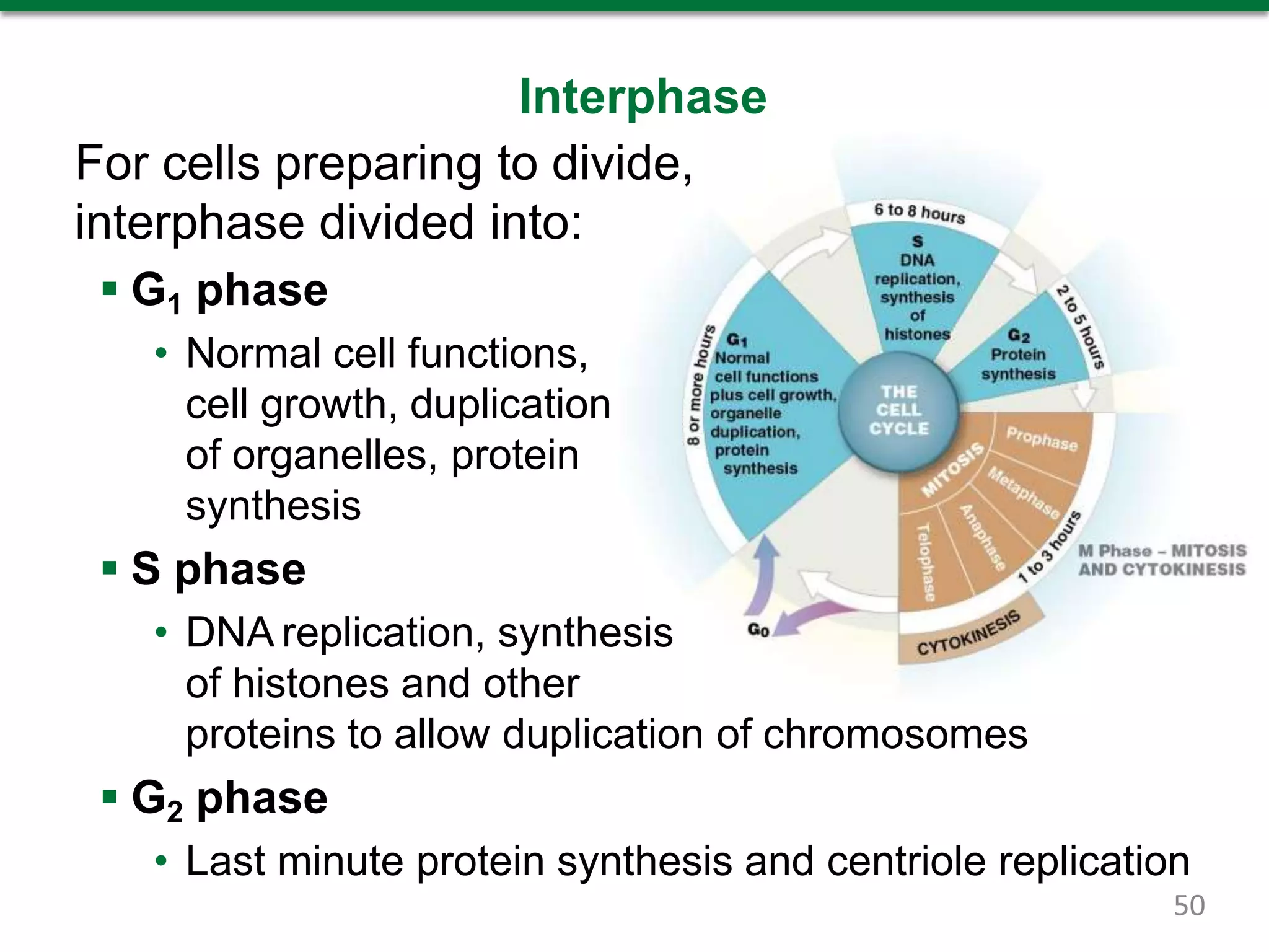 Interphase
For cells preparing to divide,
interphase divided into:
 G1 phase
• Normal cell functions,
cell growth, duplication
of organelles, protein
synthesis
 S phase
• DNA replication, synthesis
of histones and other
proteins to allow duplication of chromosomes
 G2 phase
• Last minute protein synthesis and centriole replication
50
 