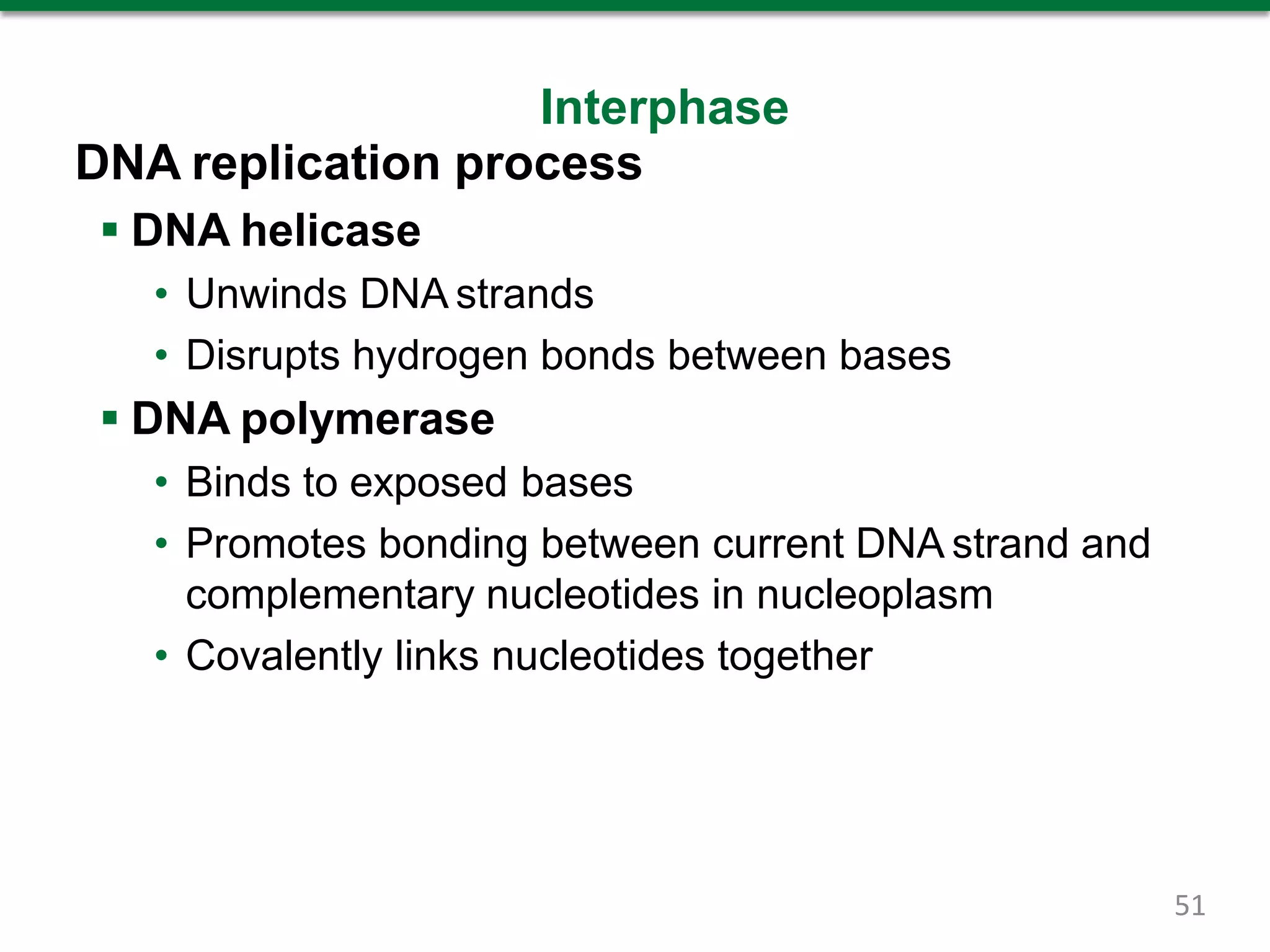 Interphase
DNA replication process
 DNA helicase
• Unwinds DNA strands
• Disrupts hydrogen bonds between bases
 DNA polymerase
• Binds to exposed bases
• Promotes bonding between current DNA strand and
complementary nucleotides in nucleoplasm
• Covalently links nucleotides together
51
 