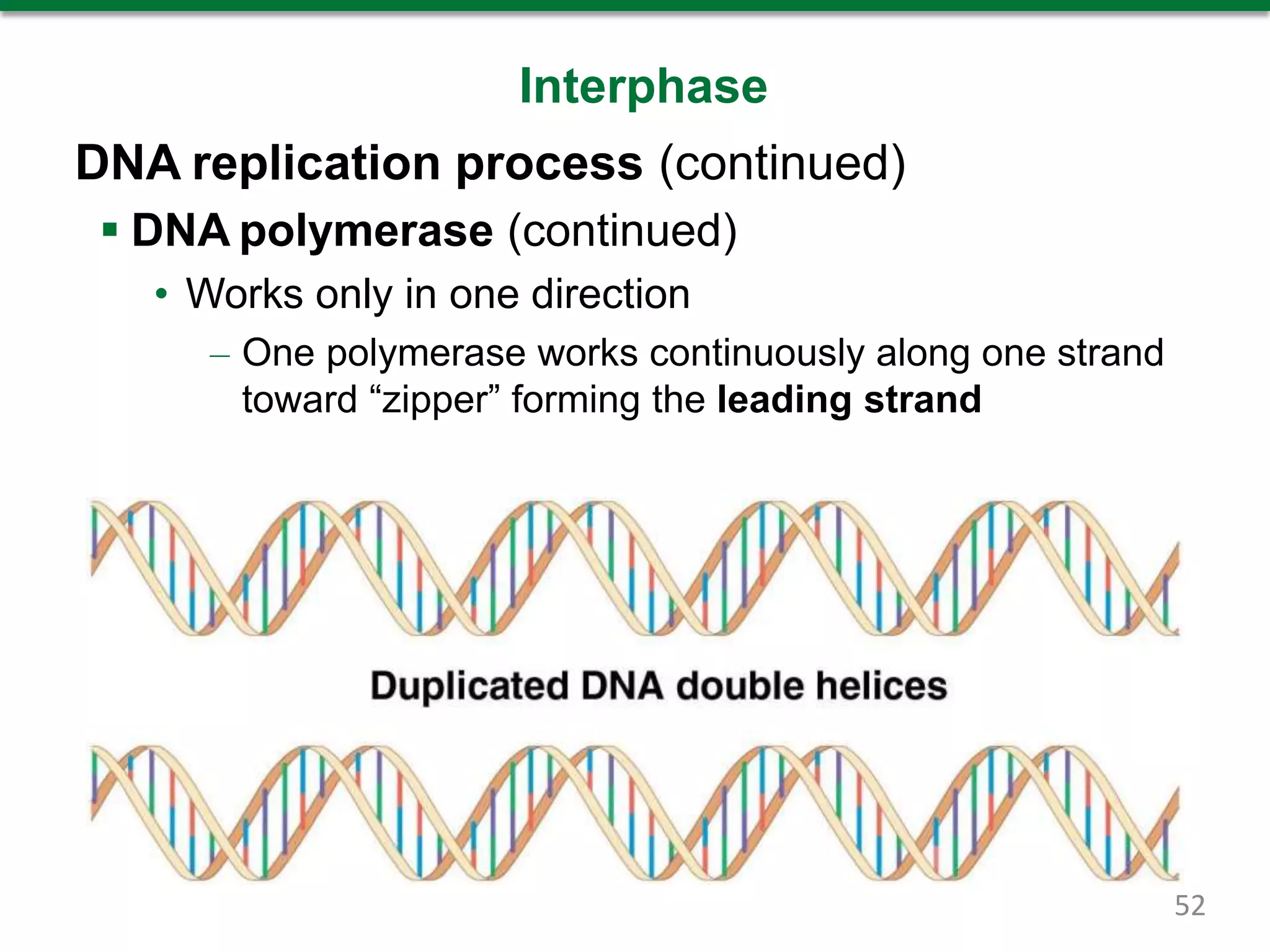 Interphase
DNA replication process (continued)
 DNA polymerase (continued)
• Works only in one direction
– One polymerase works continuously along one strand
toward “zipper” forming the leading strand
52
 