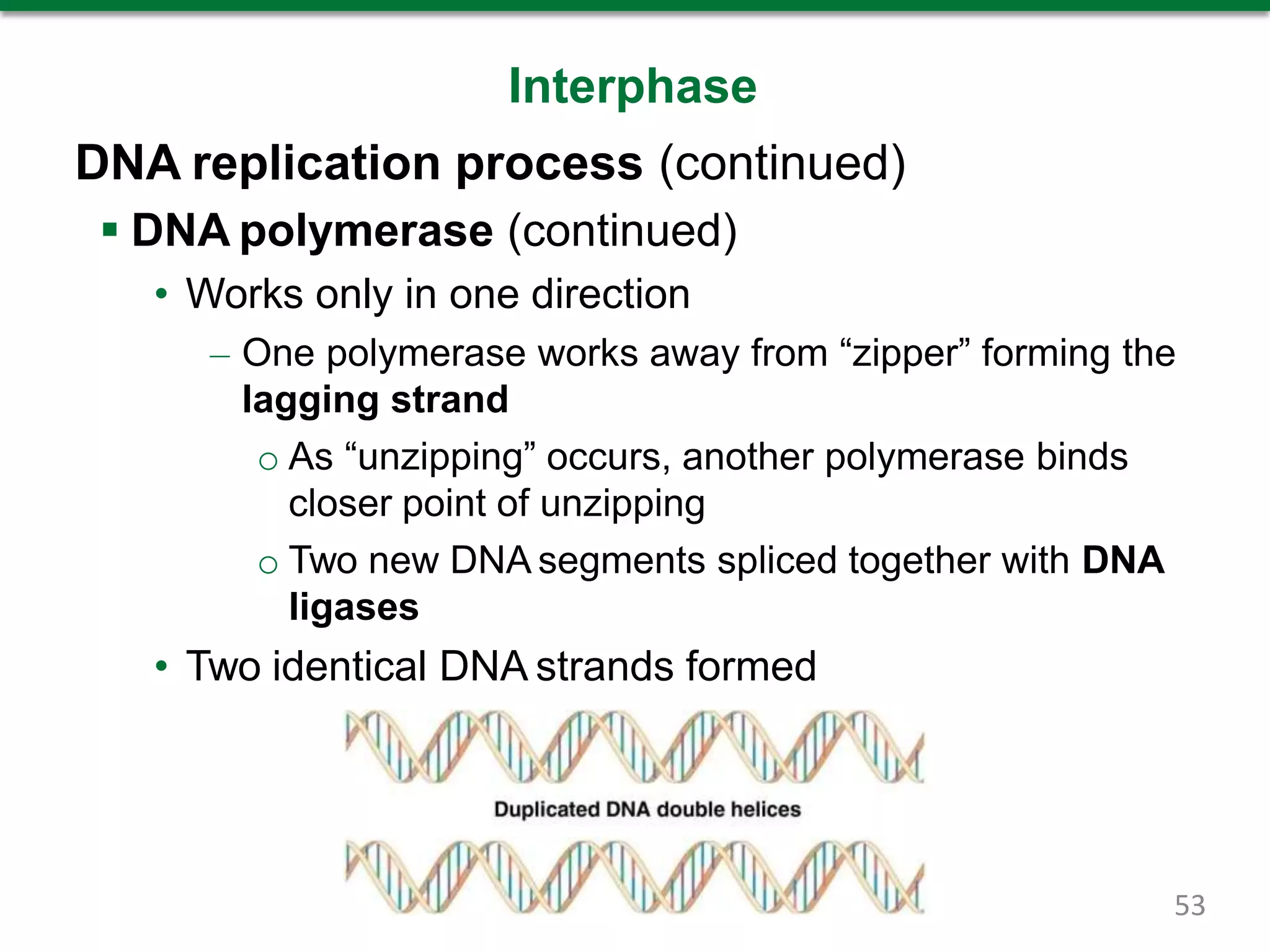 Interphase
DNA replication process (continued)
 DNA polymerase (continued)
• Works only in one direction
– One polymerase works away from “zipper” forming the
lagging strand
o As “unzipping” occurs, another polymerase binds
closer point of unzipping
o Two new DNA segments spliced together with DNA
ligases
• Two identical DNA strands formed
53
 