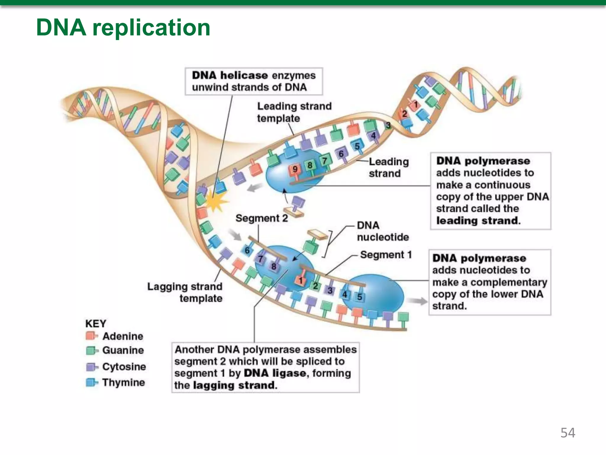 DNA replication
54
 