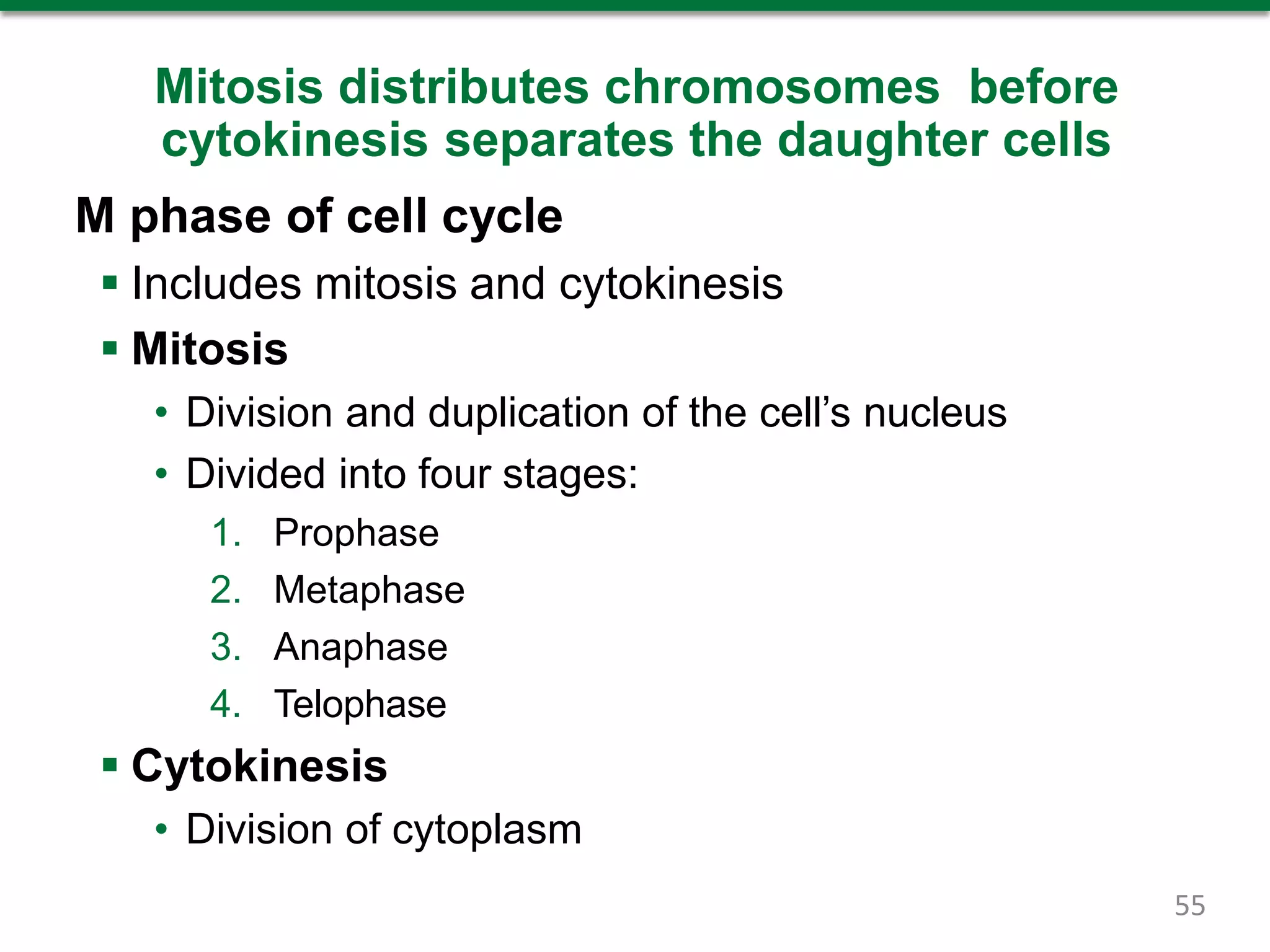 Mitosis distributes chromosomes before
cytokinesis separates the daughter cells
M phase of cell cycle
 Includes mitosis and cytokinesis
 Mitosis
• Division and duplication of the cell’s nucleus
• Divided into four stages:
1. Prophase
2. Metaphase
3. Anaphase
4. Telophase
 Cytokinesis
• Division of cytoplasm
55
 