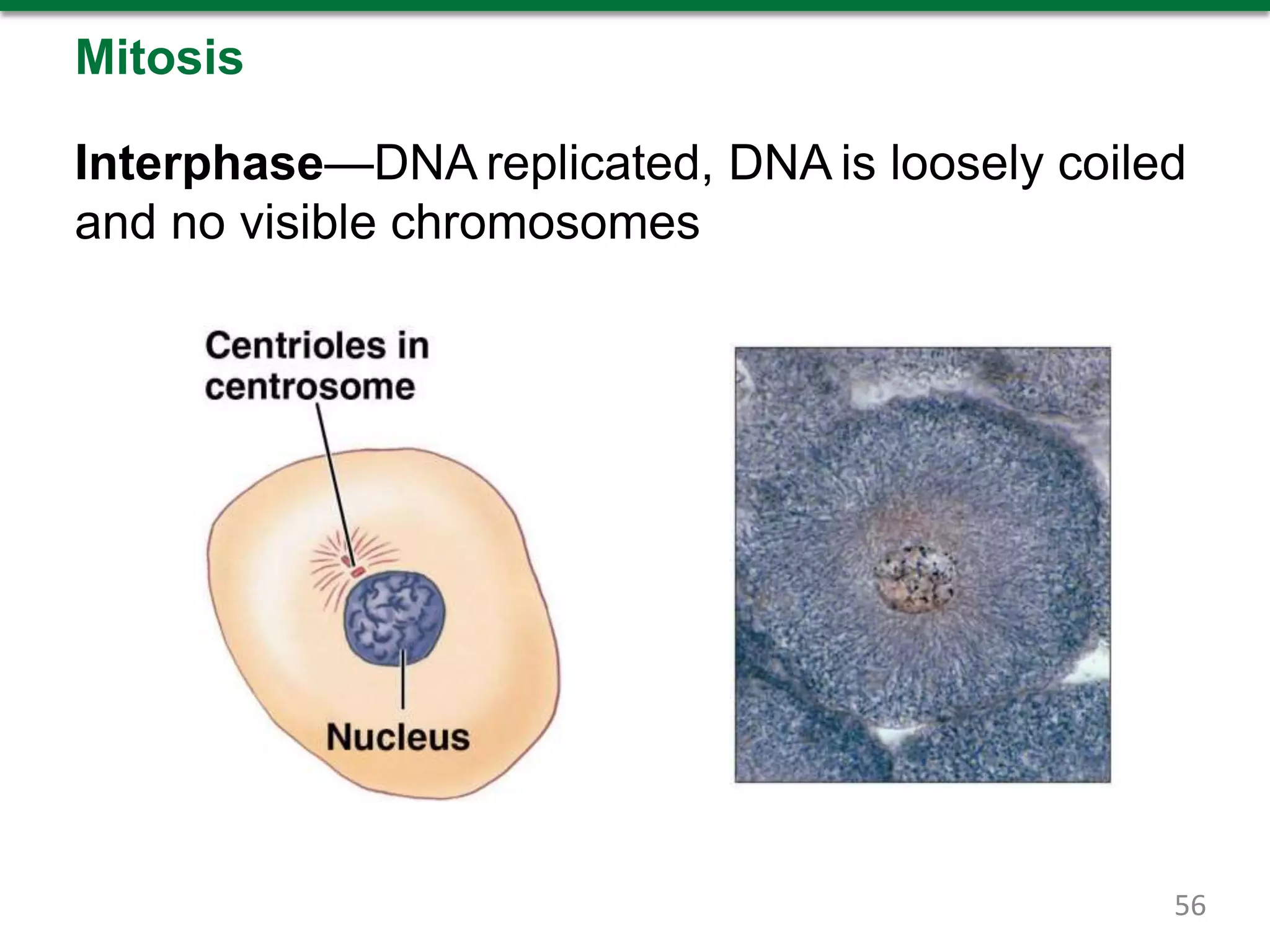 Mitosis
Interphase—DNA replicated, DNA is loosely coiled
and no visible chromosomes
56
 
