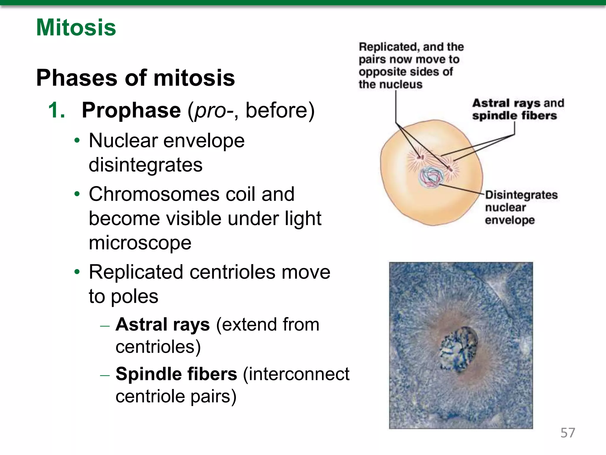 Mitosis
Phases of mitosis
1. Prophase (pro-, before)
• Nuclear envelope
disintegrates
• Chromosomes coil and
become visible under light
microscope
• Replicated centrioles move
to poles
– Astral rays (extend from
centrioles)
– Spindle fibers (interconnect
centriole pairs)
57
 