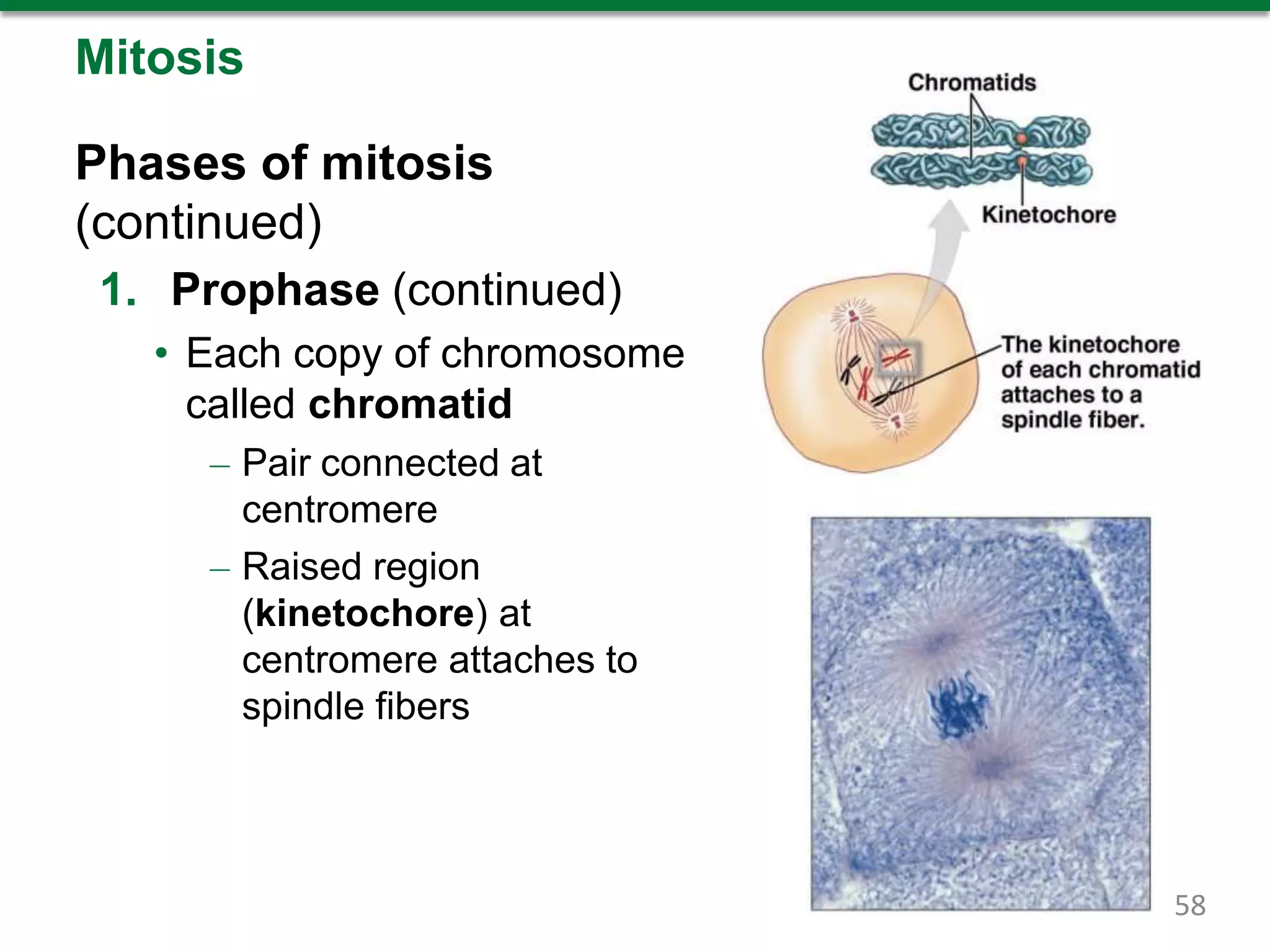 Mitosis
Phases of mitosis
(continued)
1. Prophase (continued)
• Each copy of chromosome
called chromatid
– Pair connected at
centromere
– Raised region
(kinetochore) at
centromere attaches to
spindle fibers
58
 