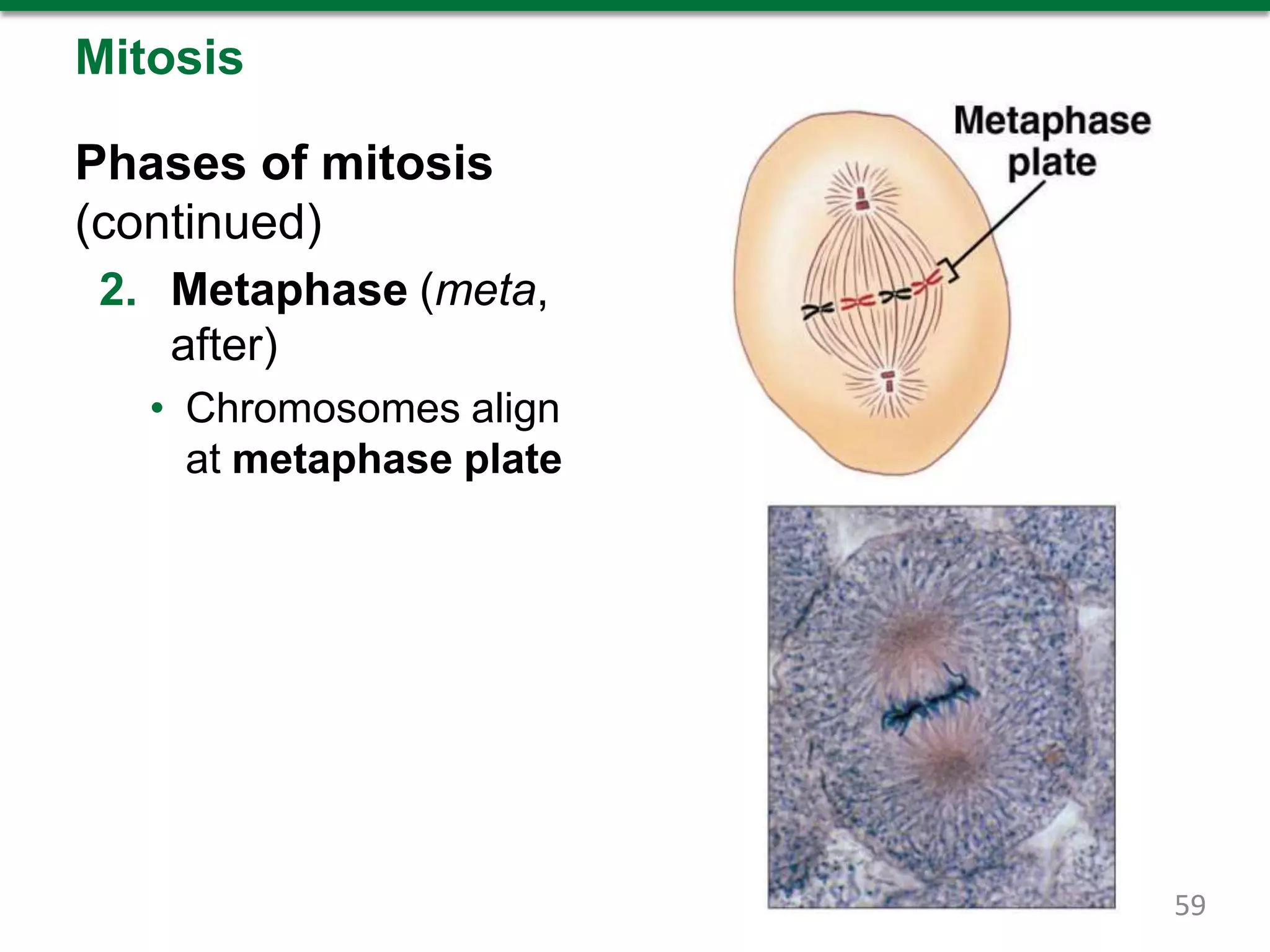Mitosis
Phases of mitosis
(continued)
2. Metaphase (meta,
after)
• Chromosomes align
at metaphase plate
59
 