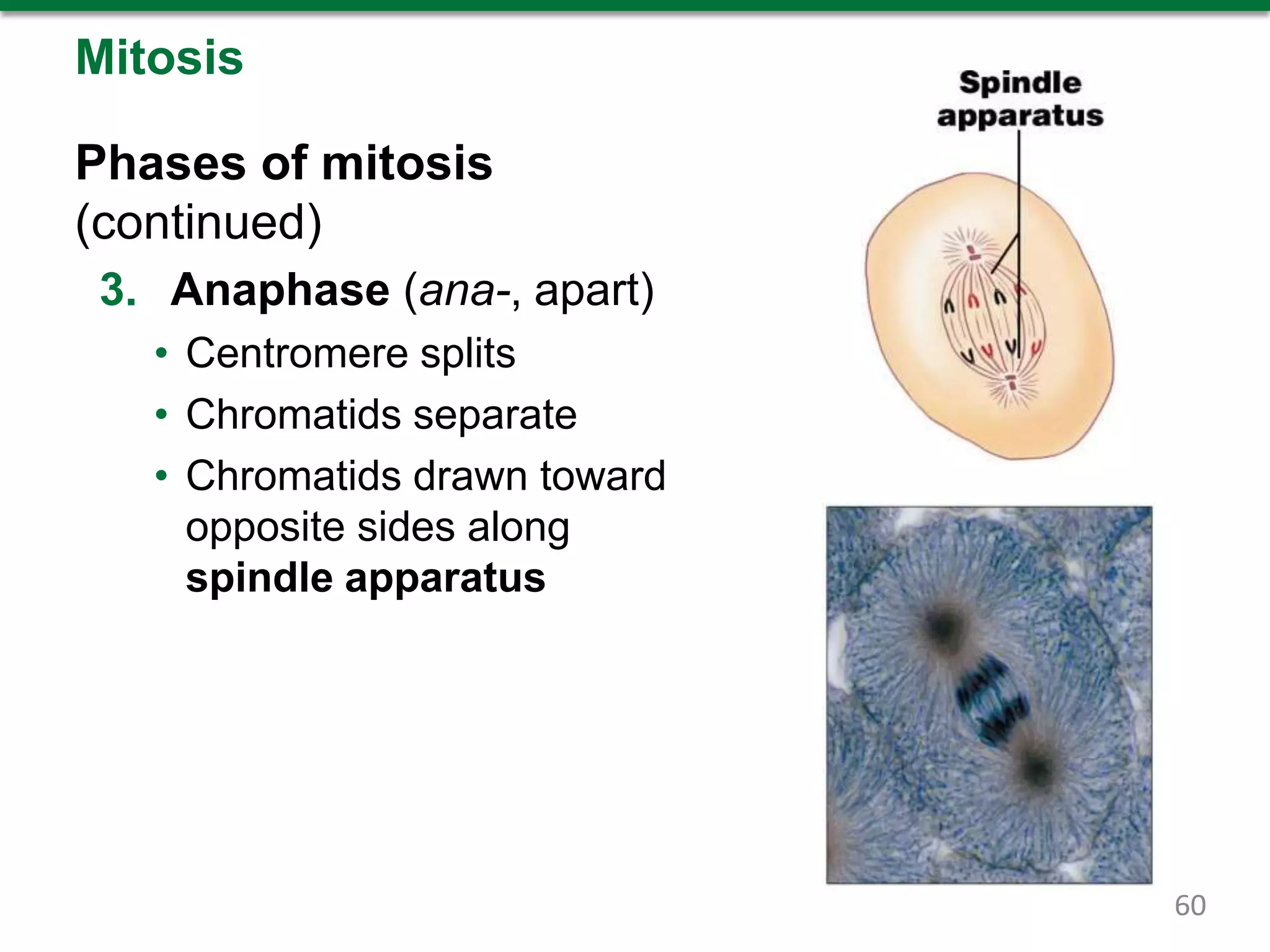 Mitosis
Phases of mitosis
(continued)
3. Anaphase (ana-, apart)
• Centromere splits
• Chromatids separate
• Chromatids drawn toward
opposite sides along
spindle apparatus
60
 